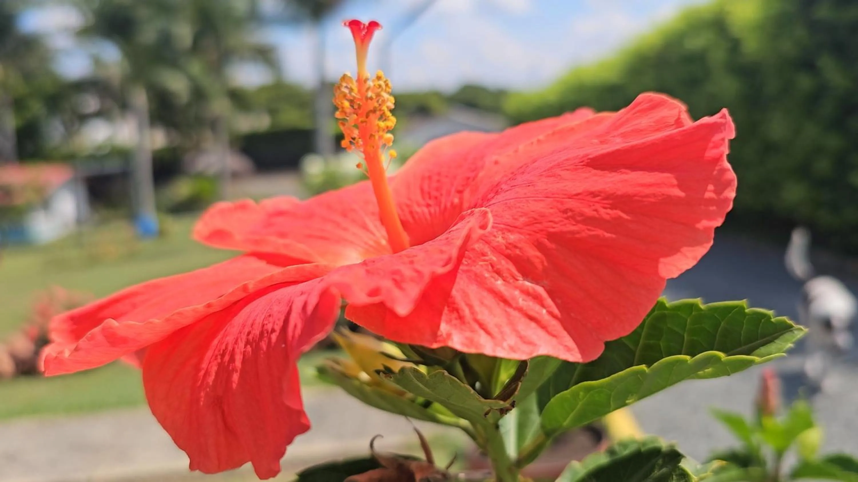 Garden in Cabañas Cafeteras Cerritos