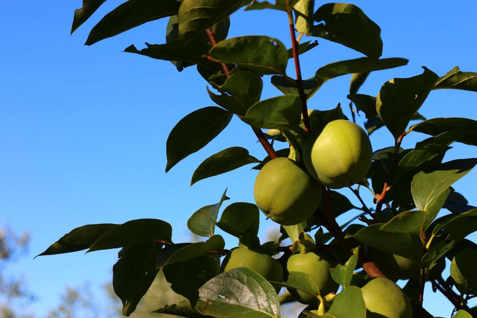 Garden in Bed and breakfast Casa Formica