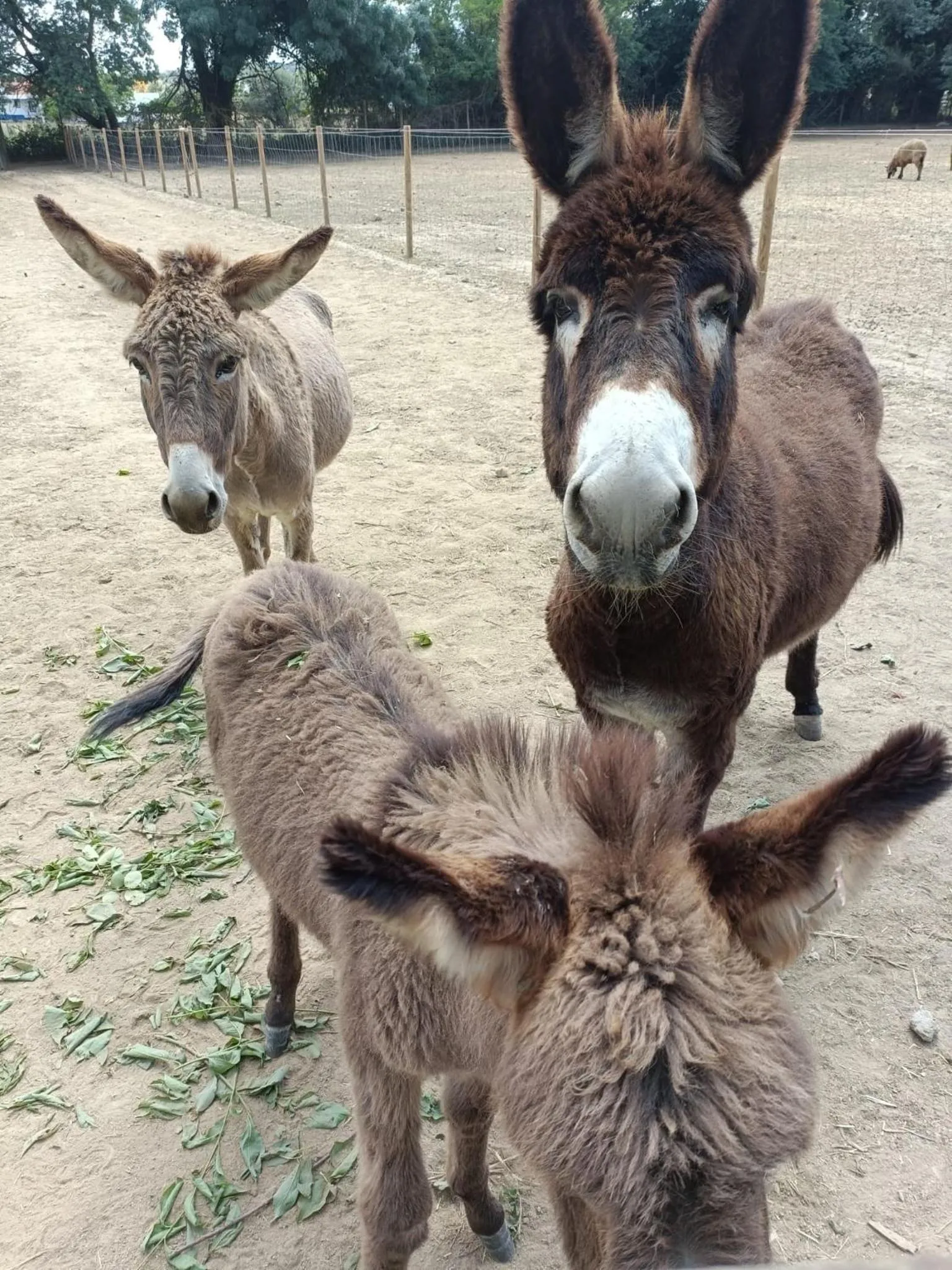 Animals in Quinta do Louredo - Évora