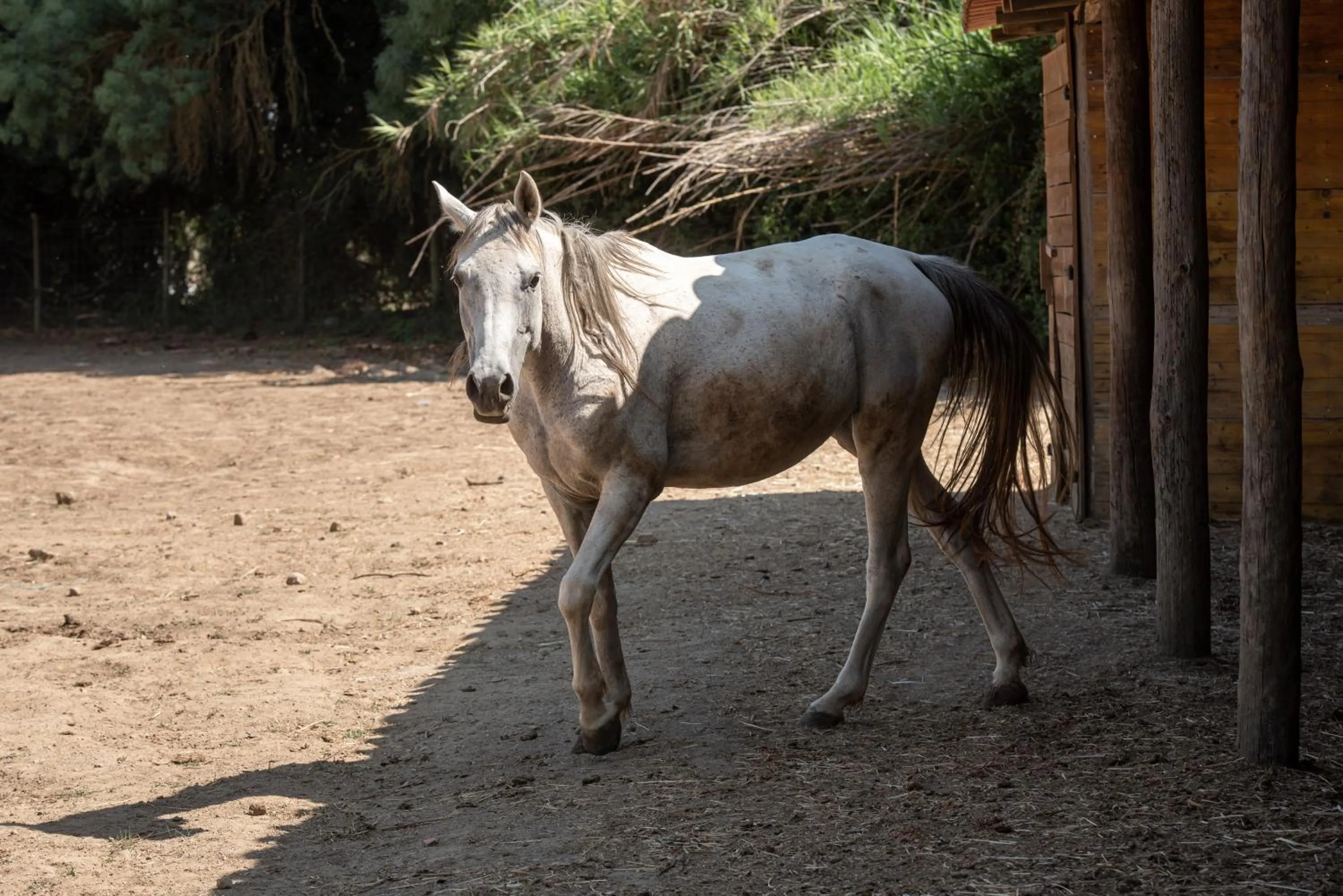 Animals in Quinta do Louredo - Évora