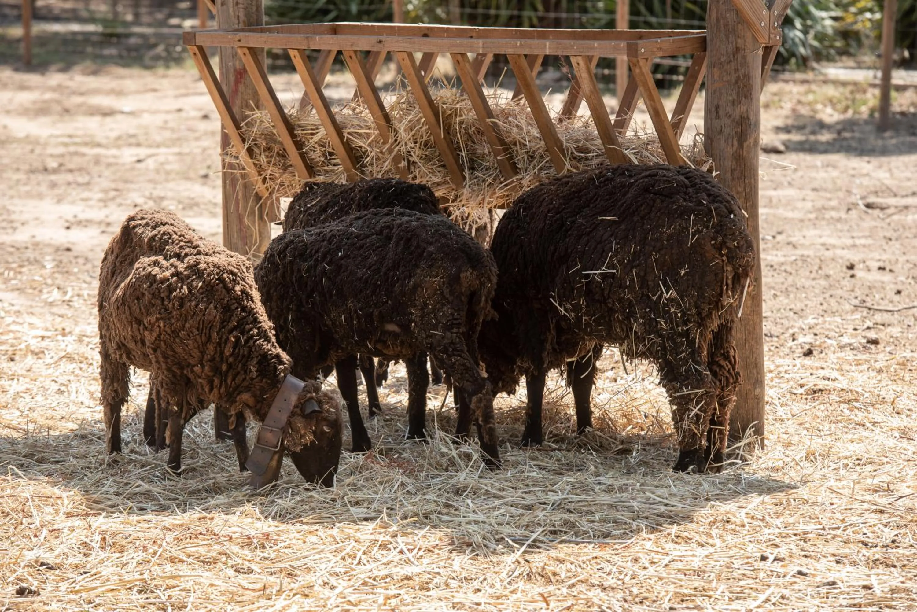 Animals in Quinta do Louredo - Évora