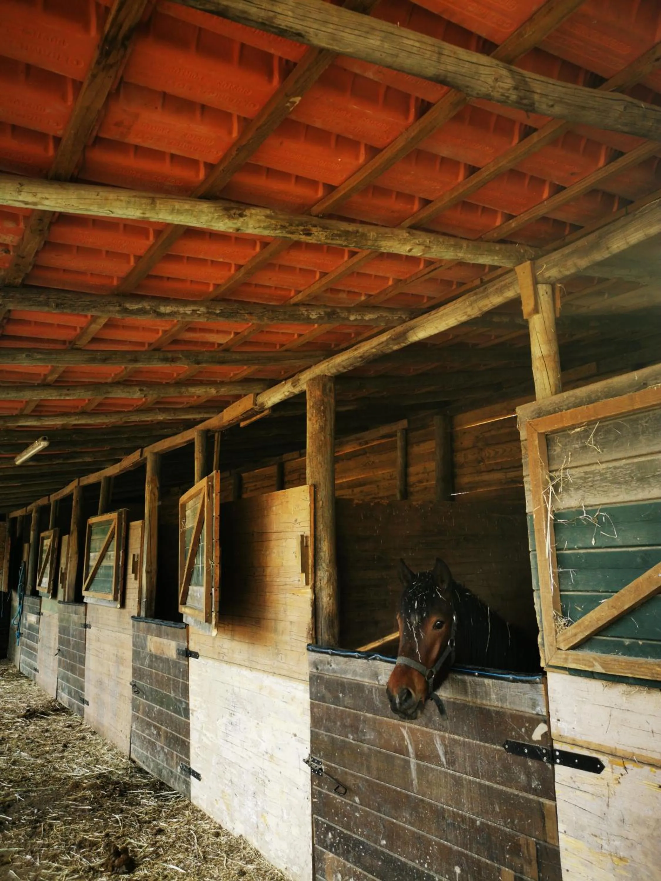 Animals in Quinta do Louredo - Évora