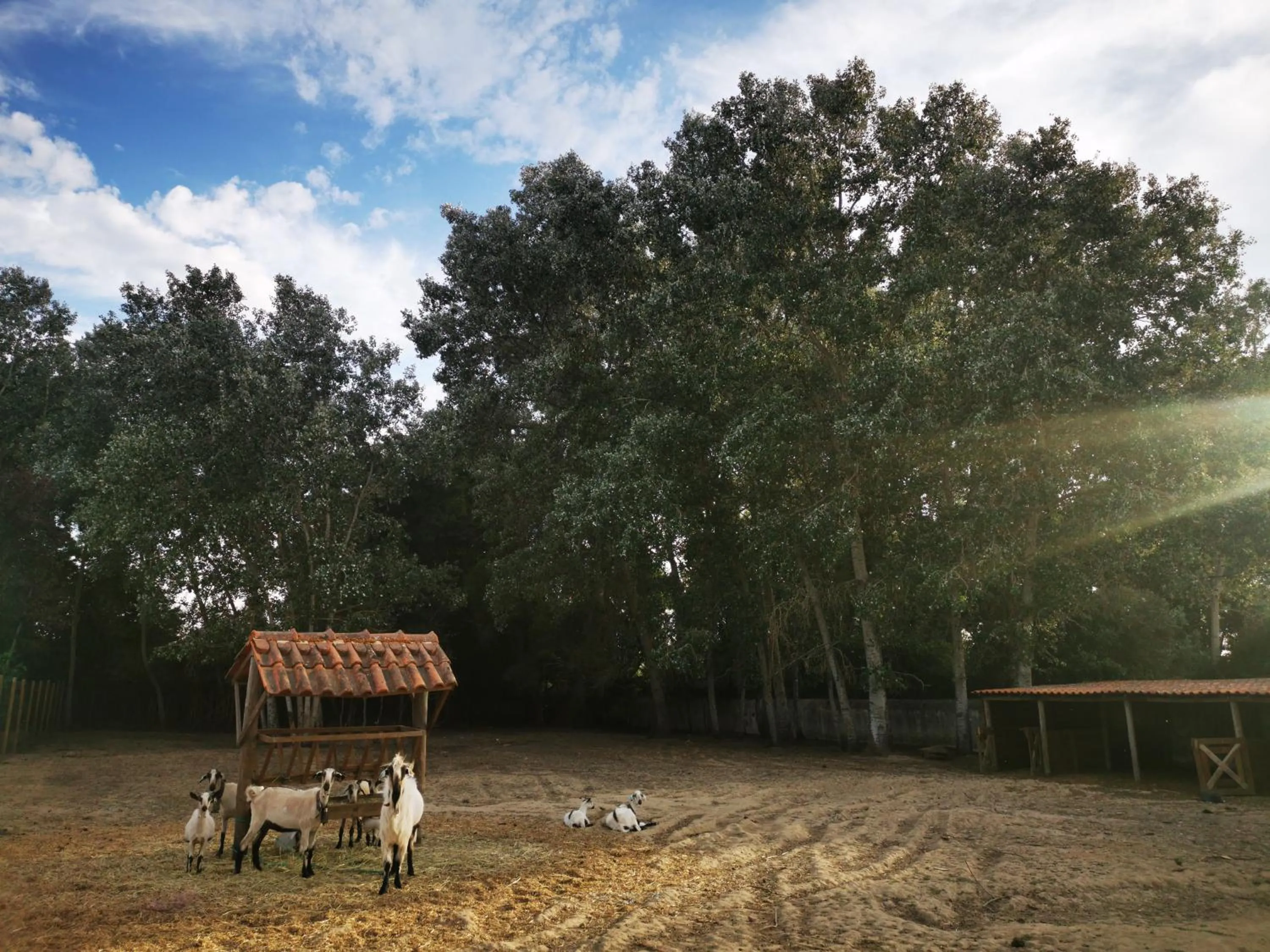 Animals in Quinta do Louredo - Évora