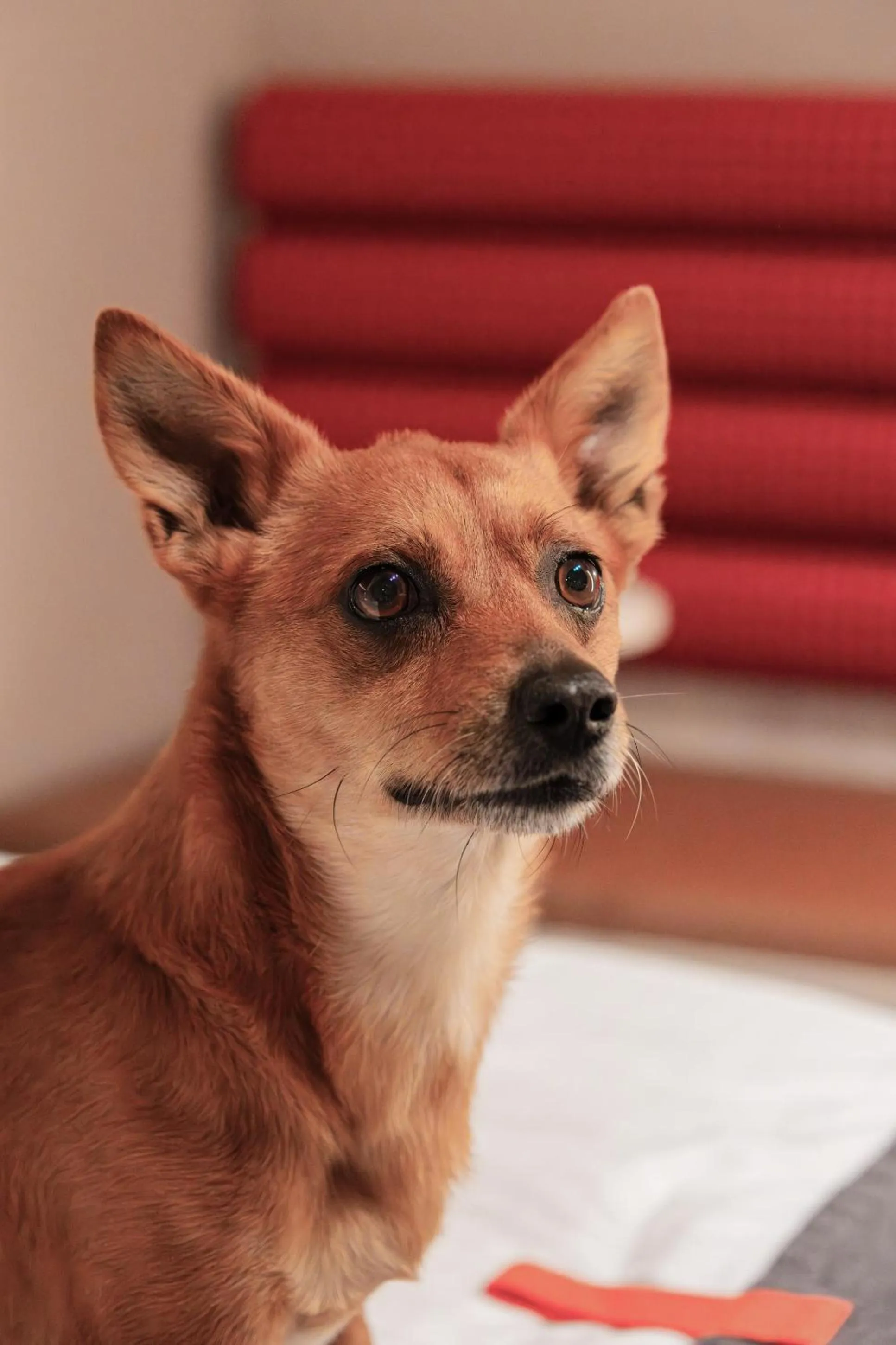 pet friendly in Citybox Stockholm