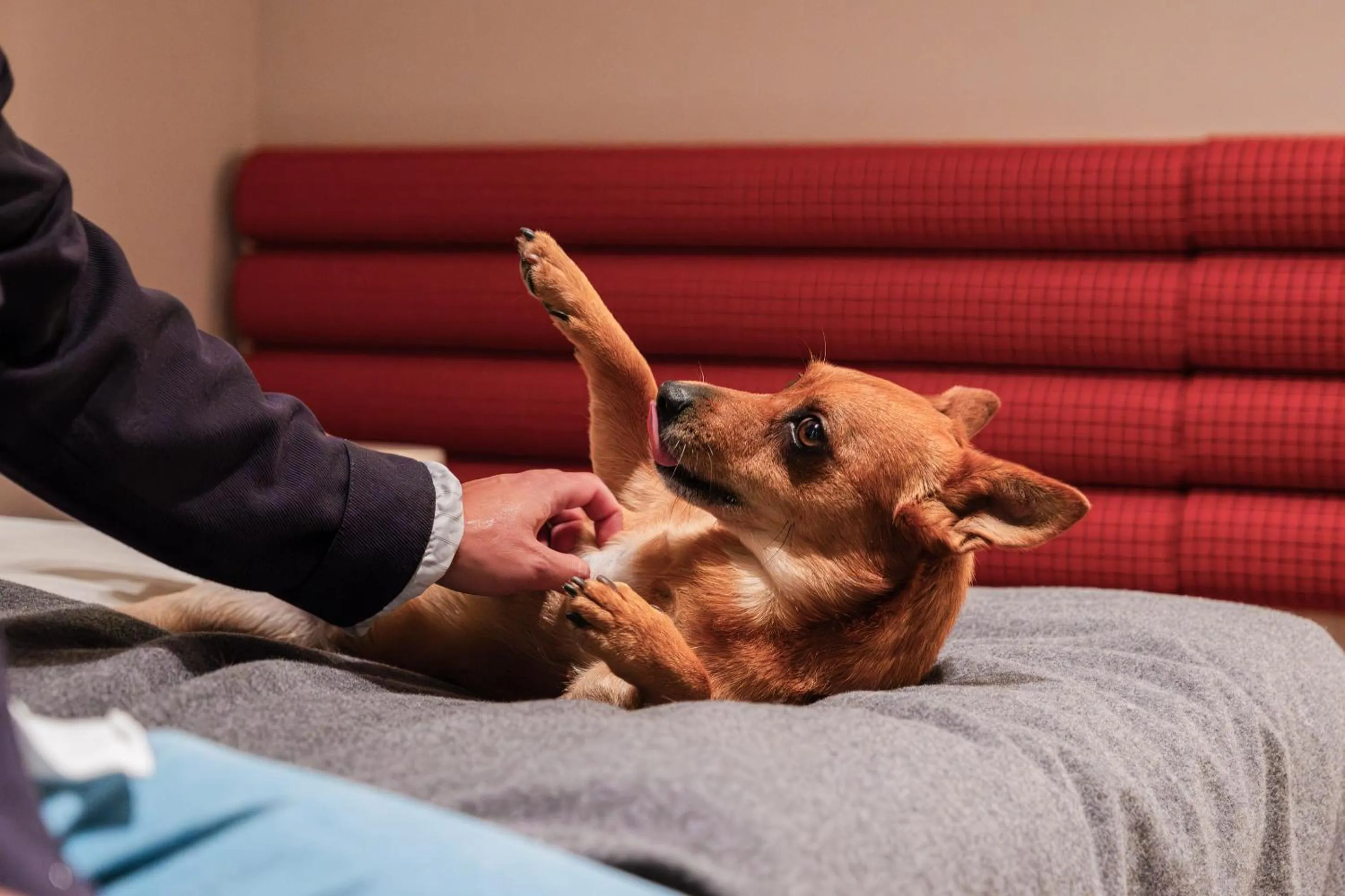 Pets in Citybox Stockholm