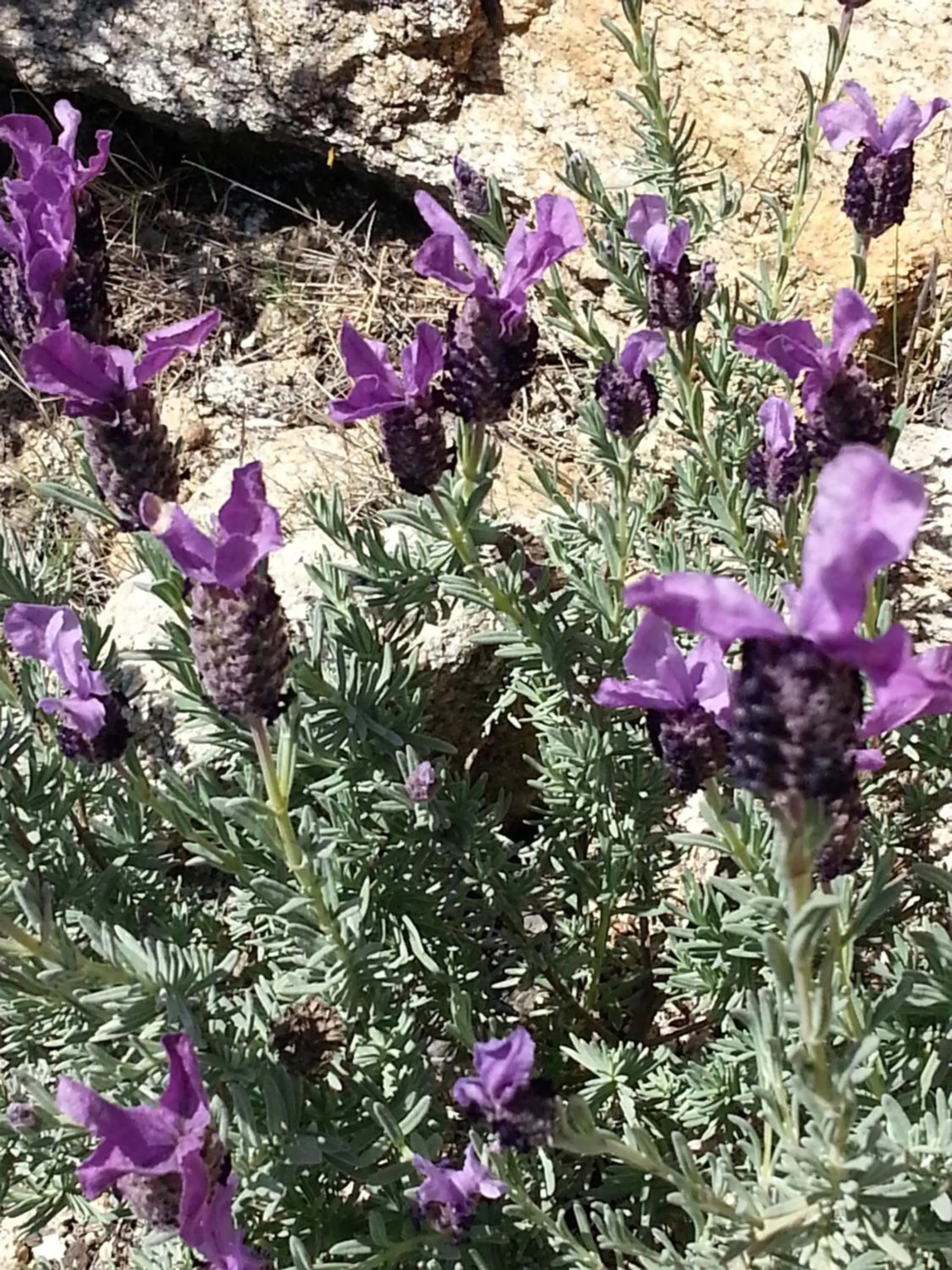 Garden in Hôtel Beach