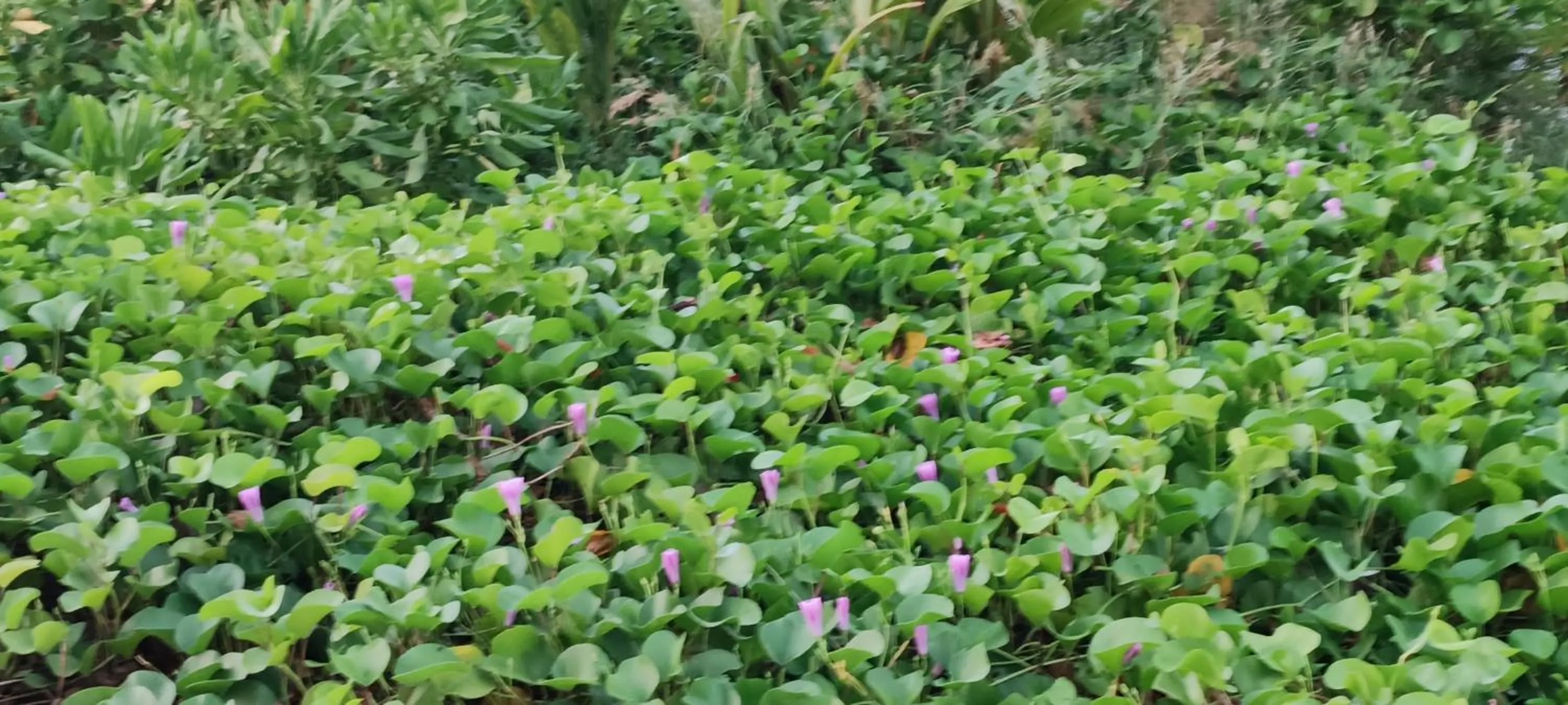 Natural landscape in Manta Sky Inn