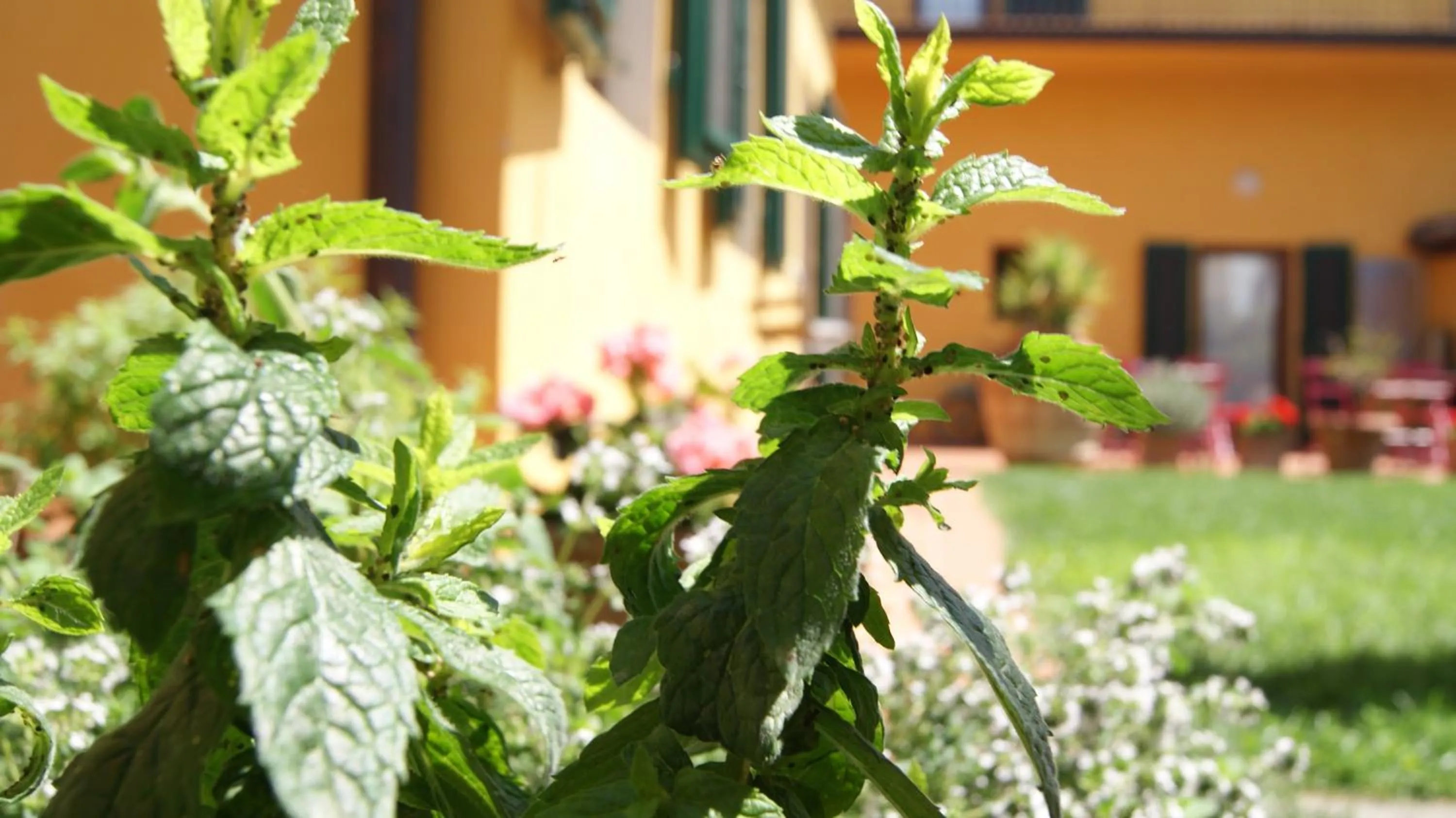 Garden in Al Canto B&B