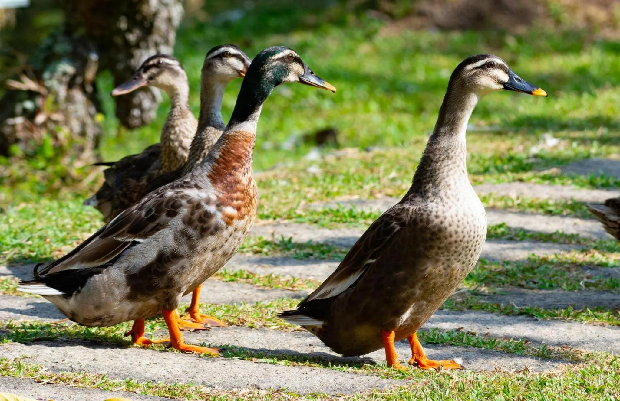 Les Hameaux de l'Orient