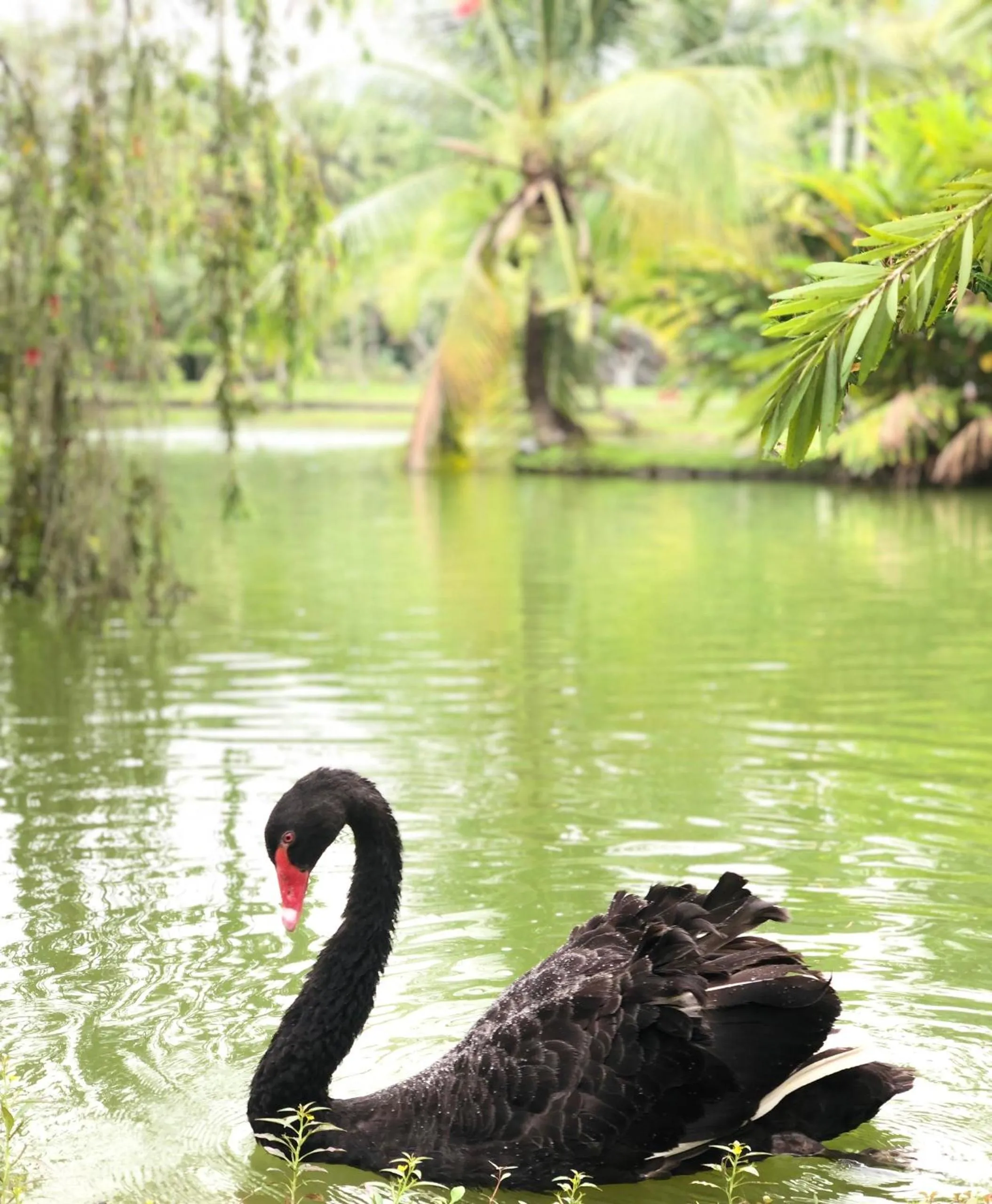 Animals in Les Hameaux de l'Orient