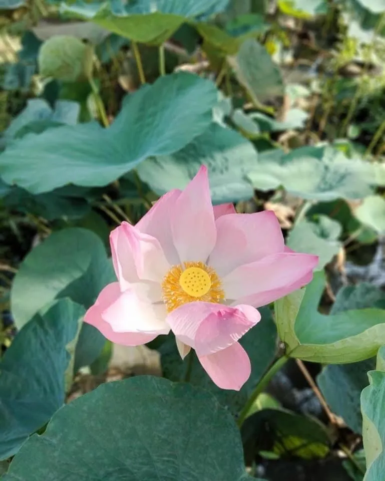 Natural landscape in Les Hameaux de l'Orient