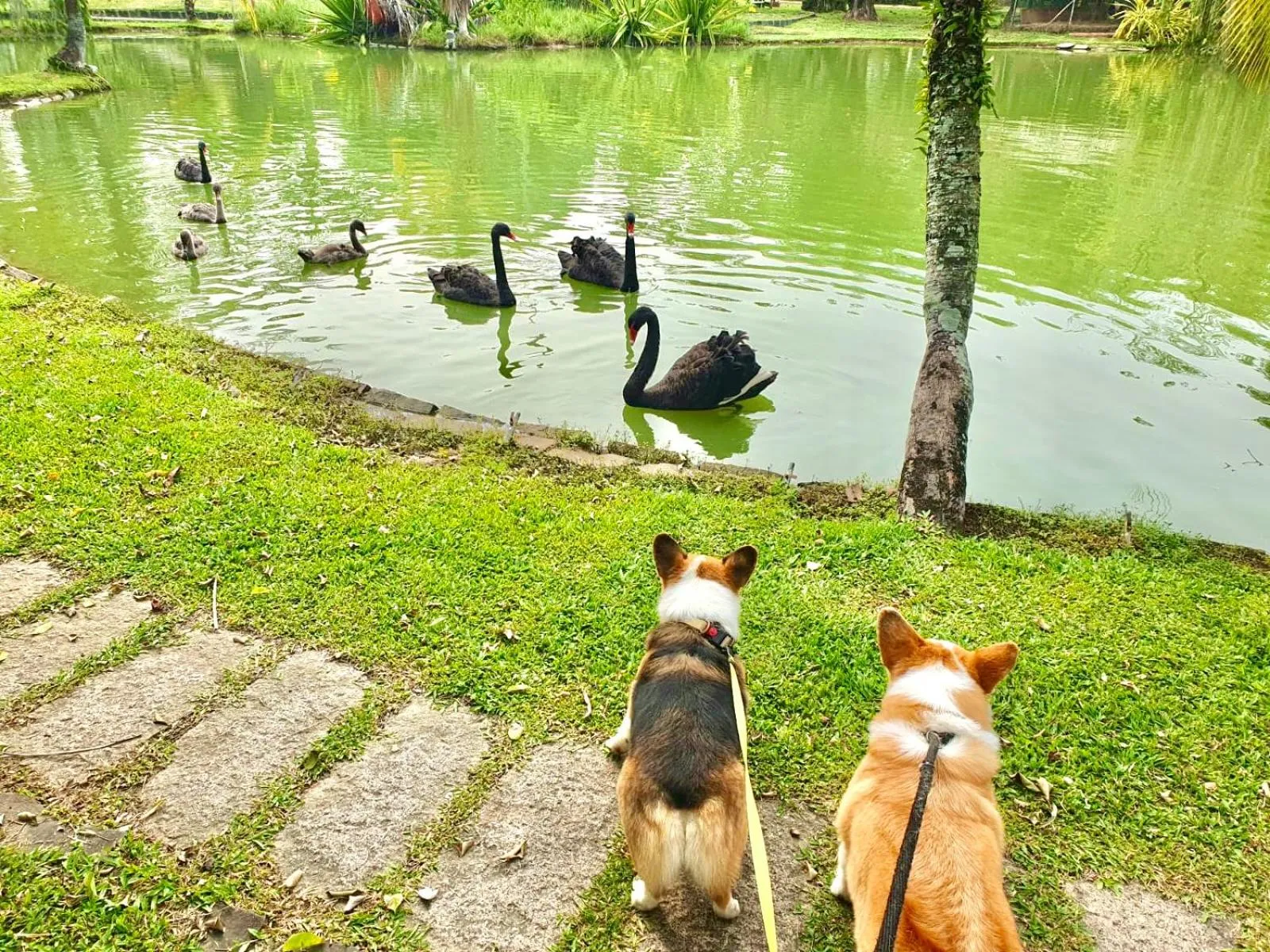 Pets in Les Hameaux de l'Orient
