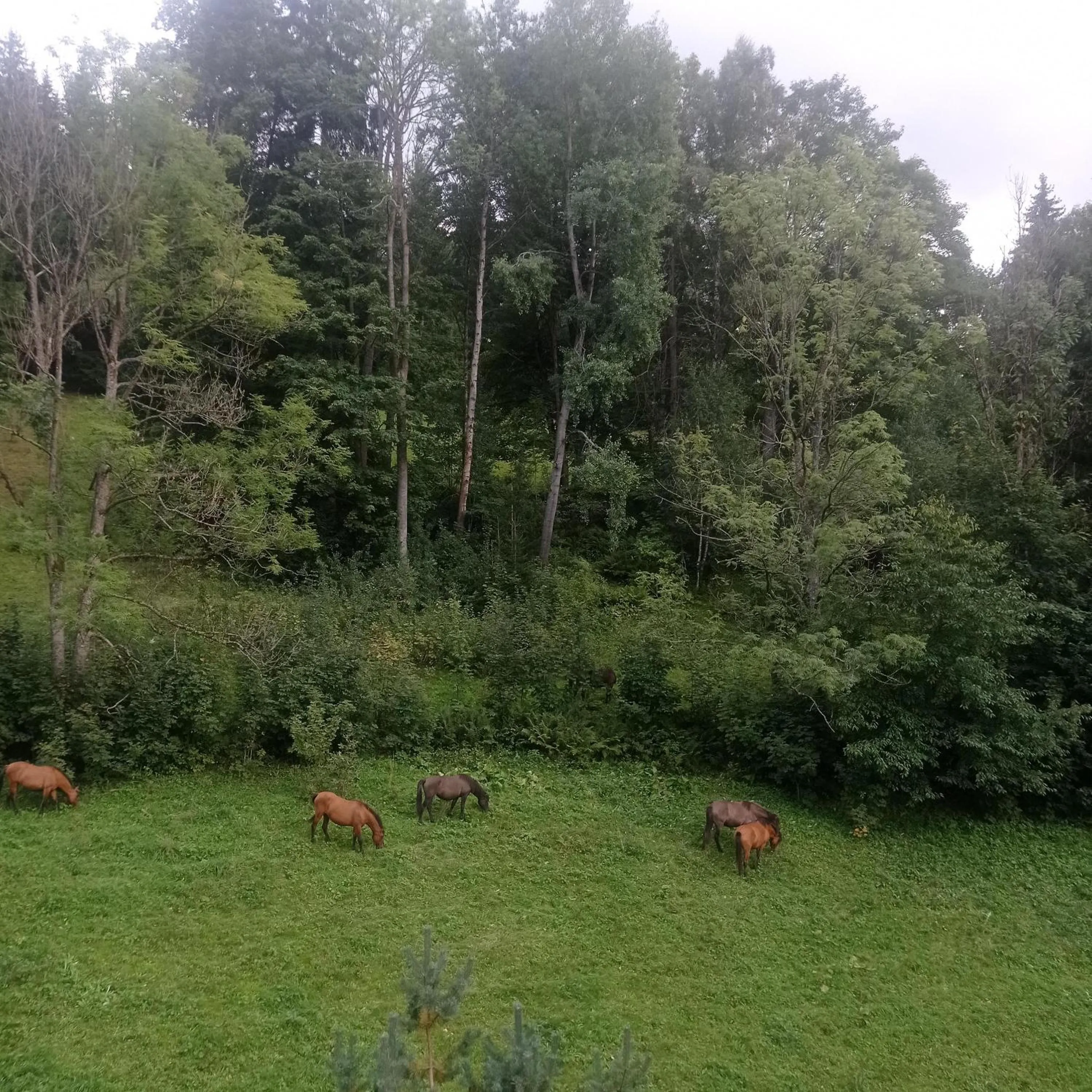Natural landscape in Horský apartmán Krkonoše