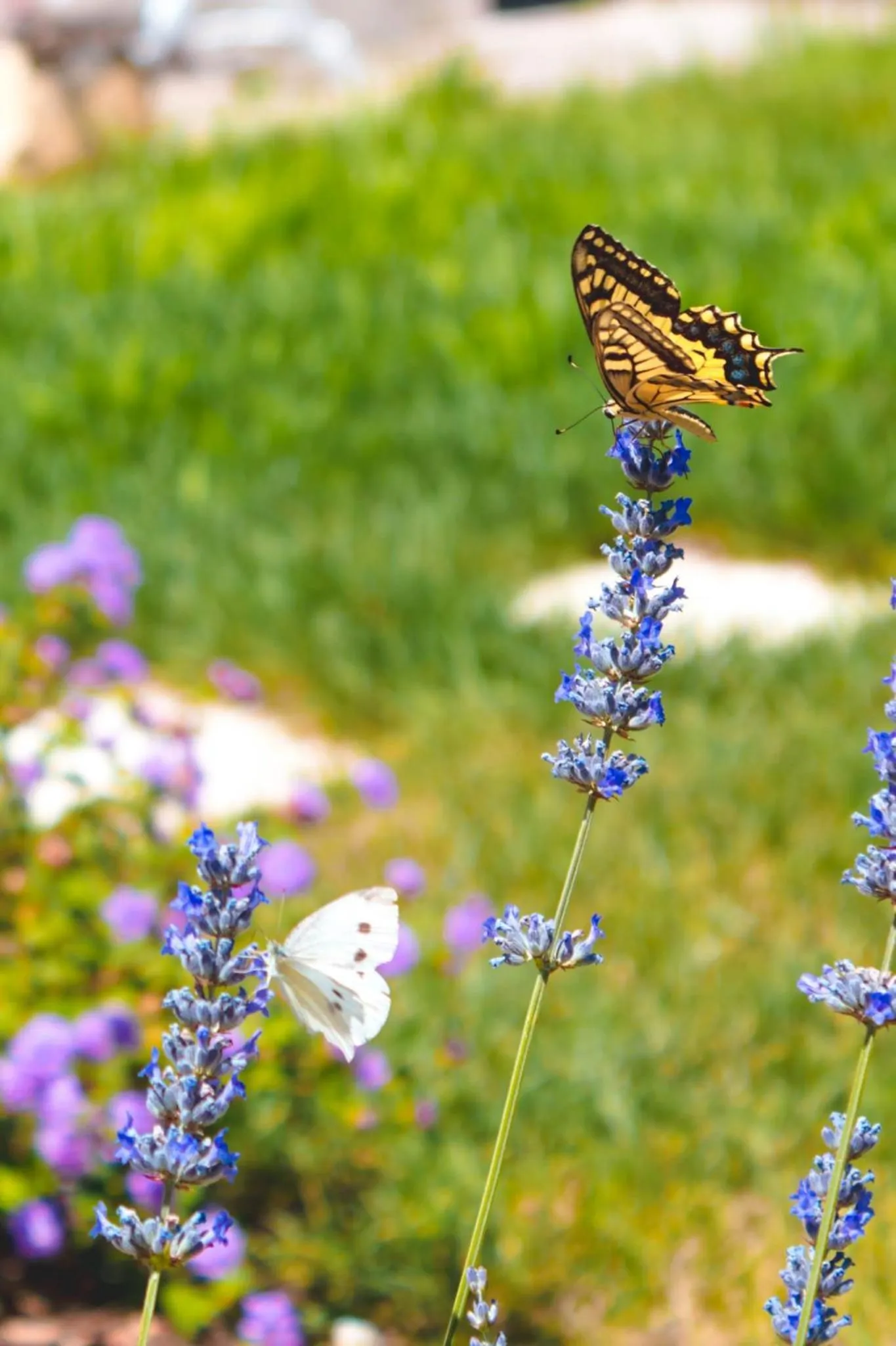 Spring in Corte Mercurio B&B