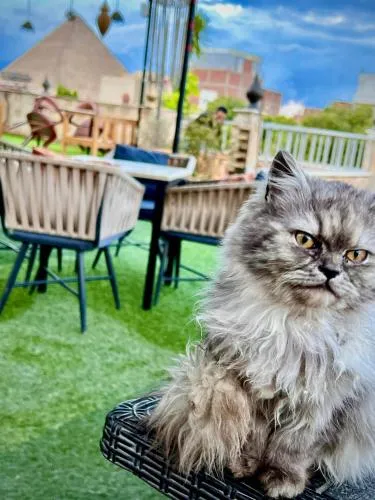 Pets in Farsha Pyramids Inn
