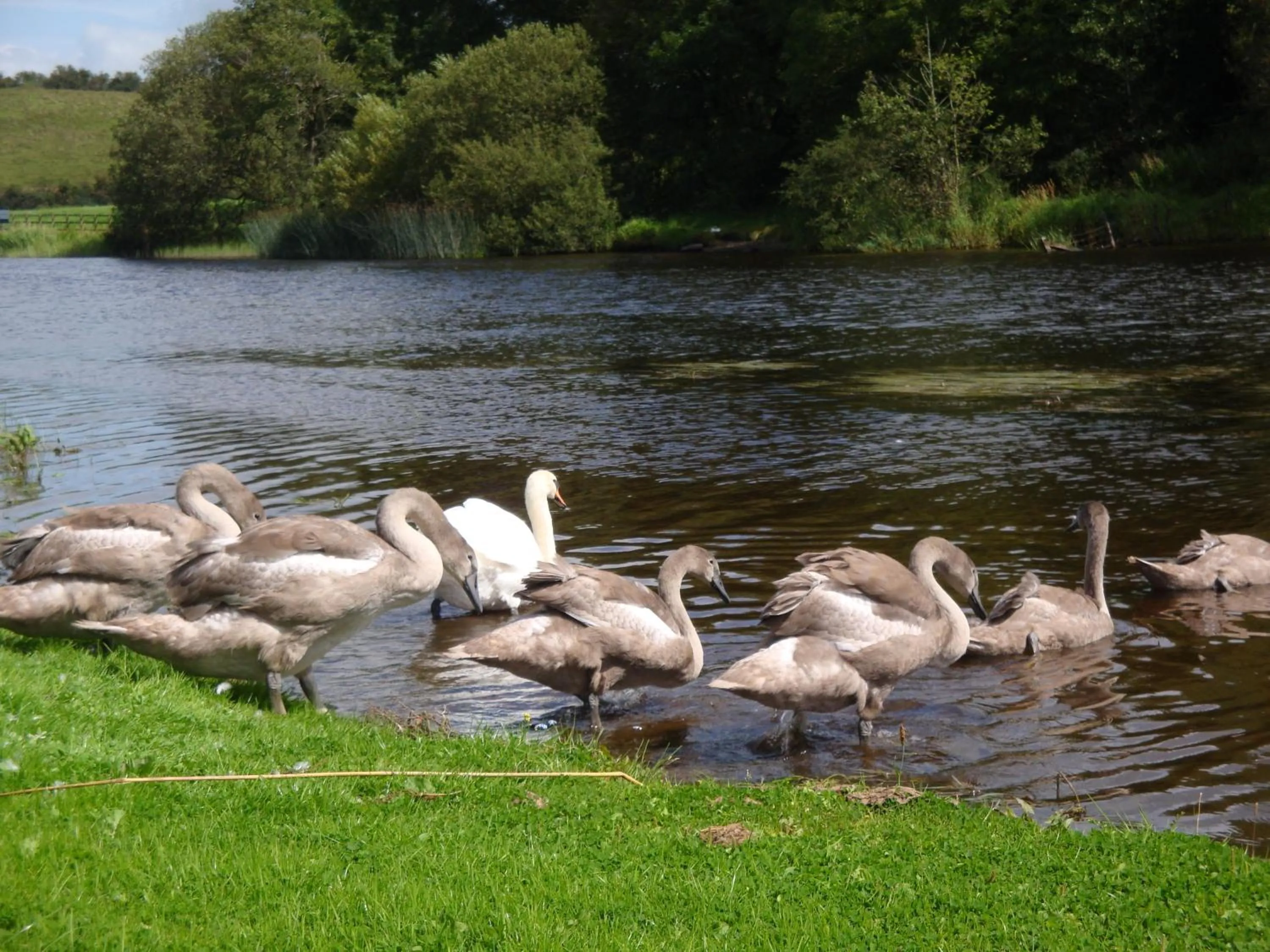 Animals in Corrigans Shore House