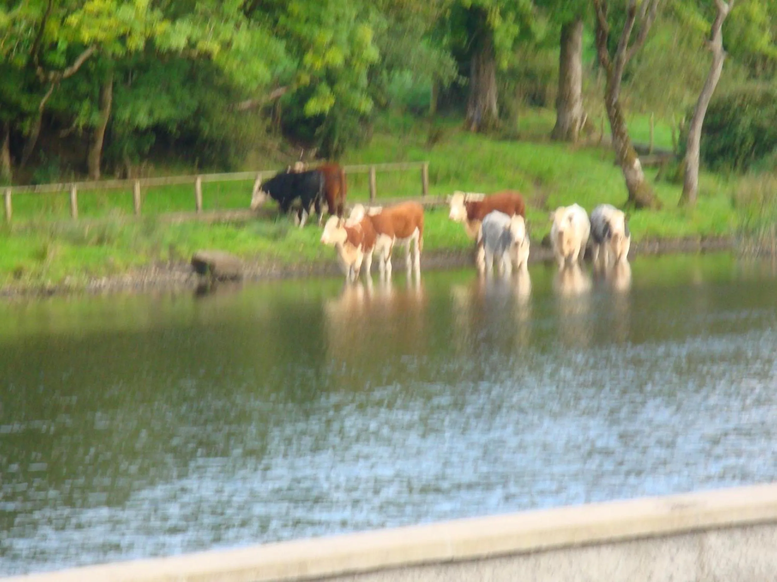 Pets in Corrigans Shore House