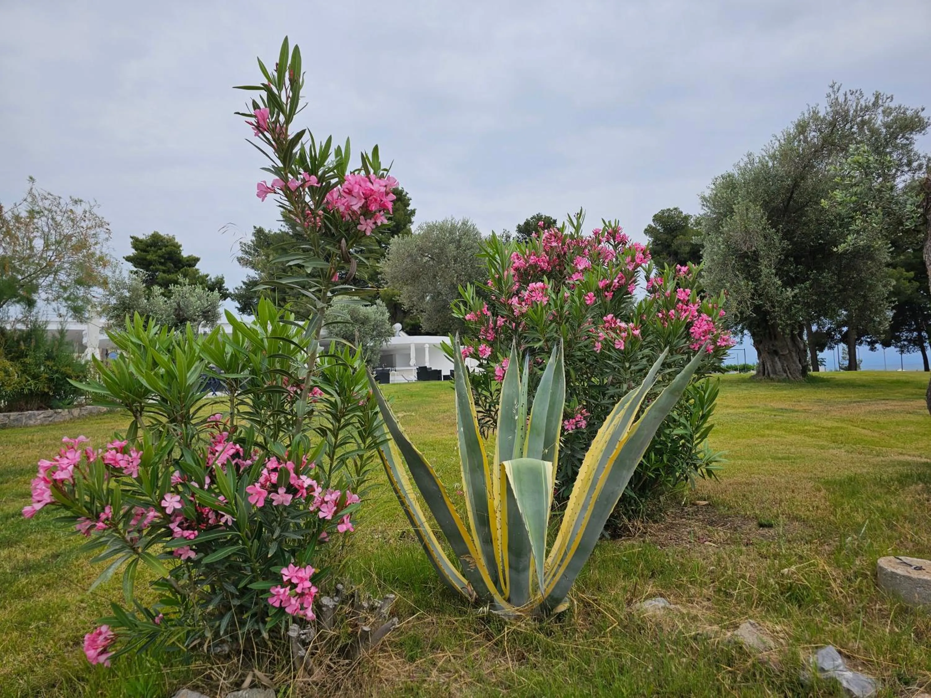 Natural landscape in O Paradise beach Resort and Spa