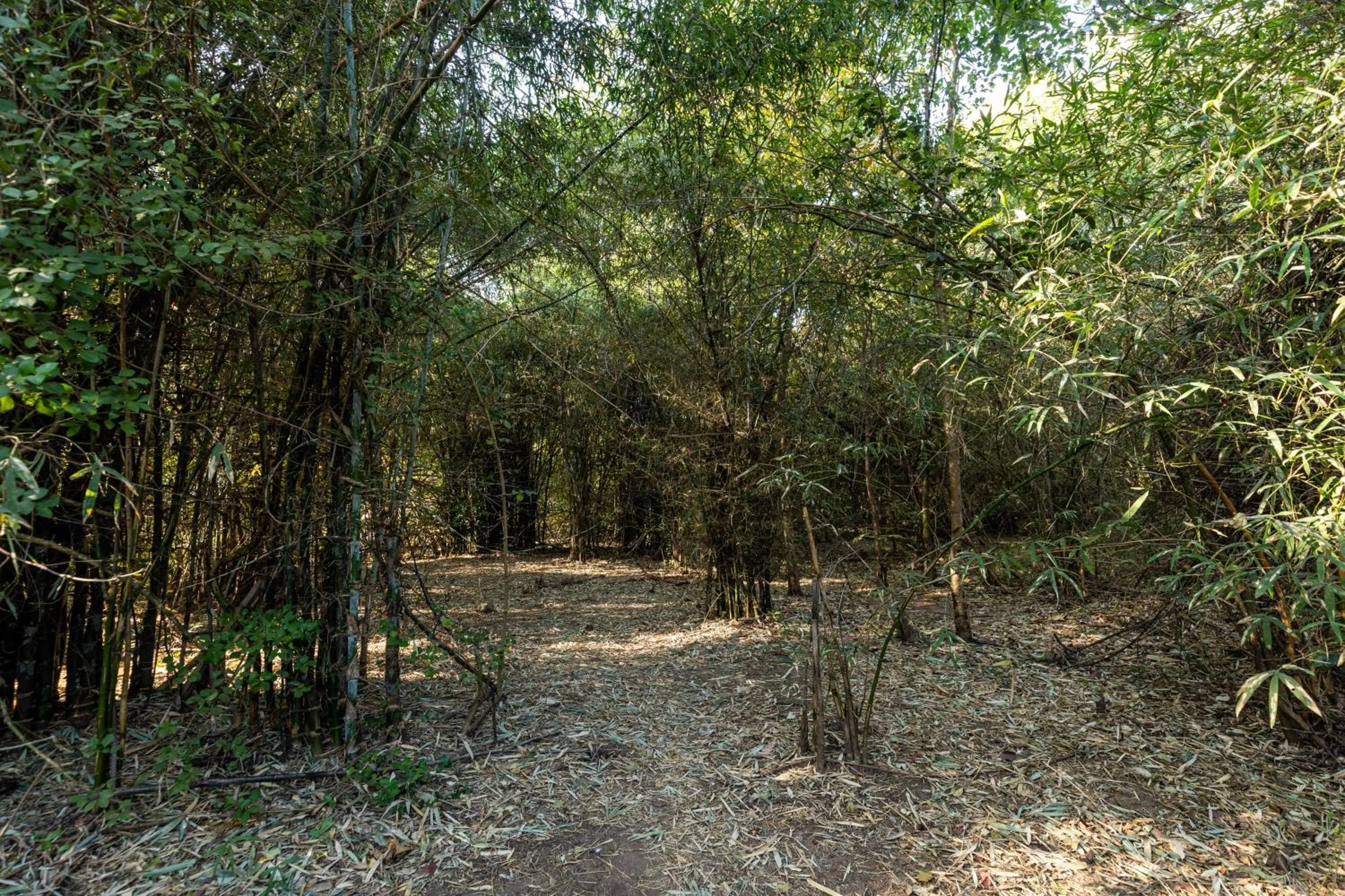 Natural landscape in Brook Ville