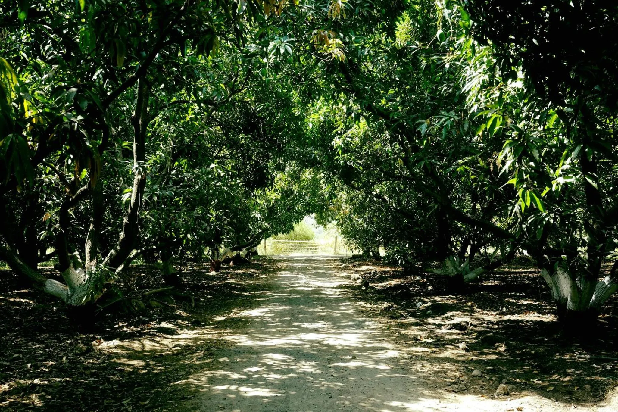 Spring in Brook Ville