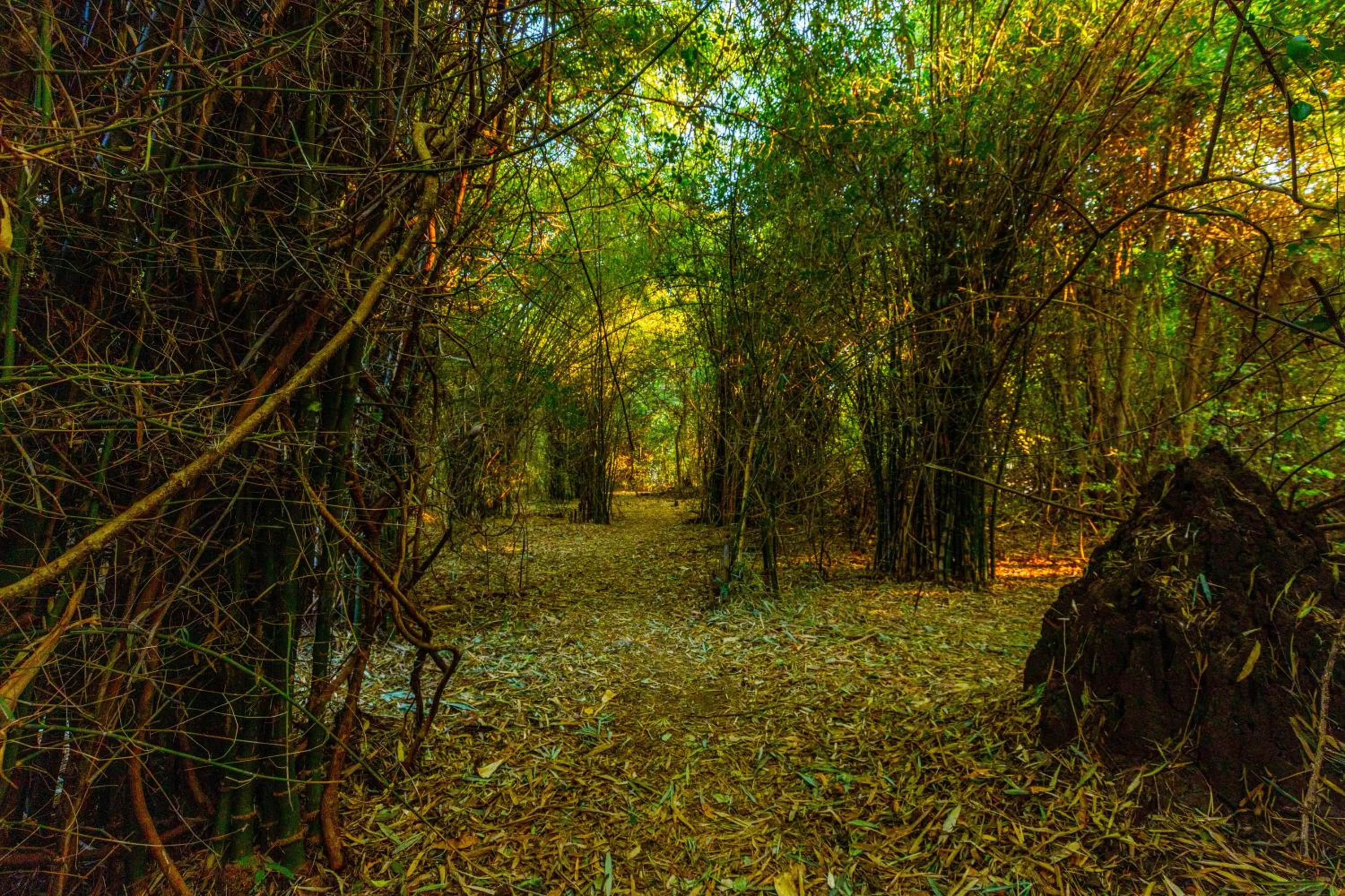 Natural landscape in Brook Ville