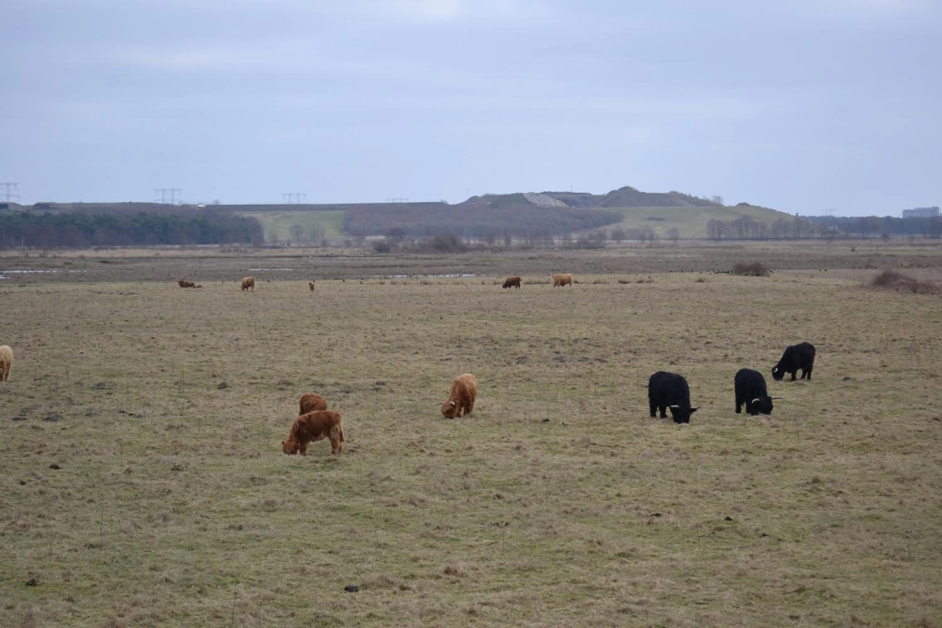 Animals in Auberge De Moerse Hoeve