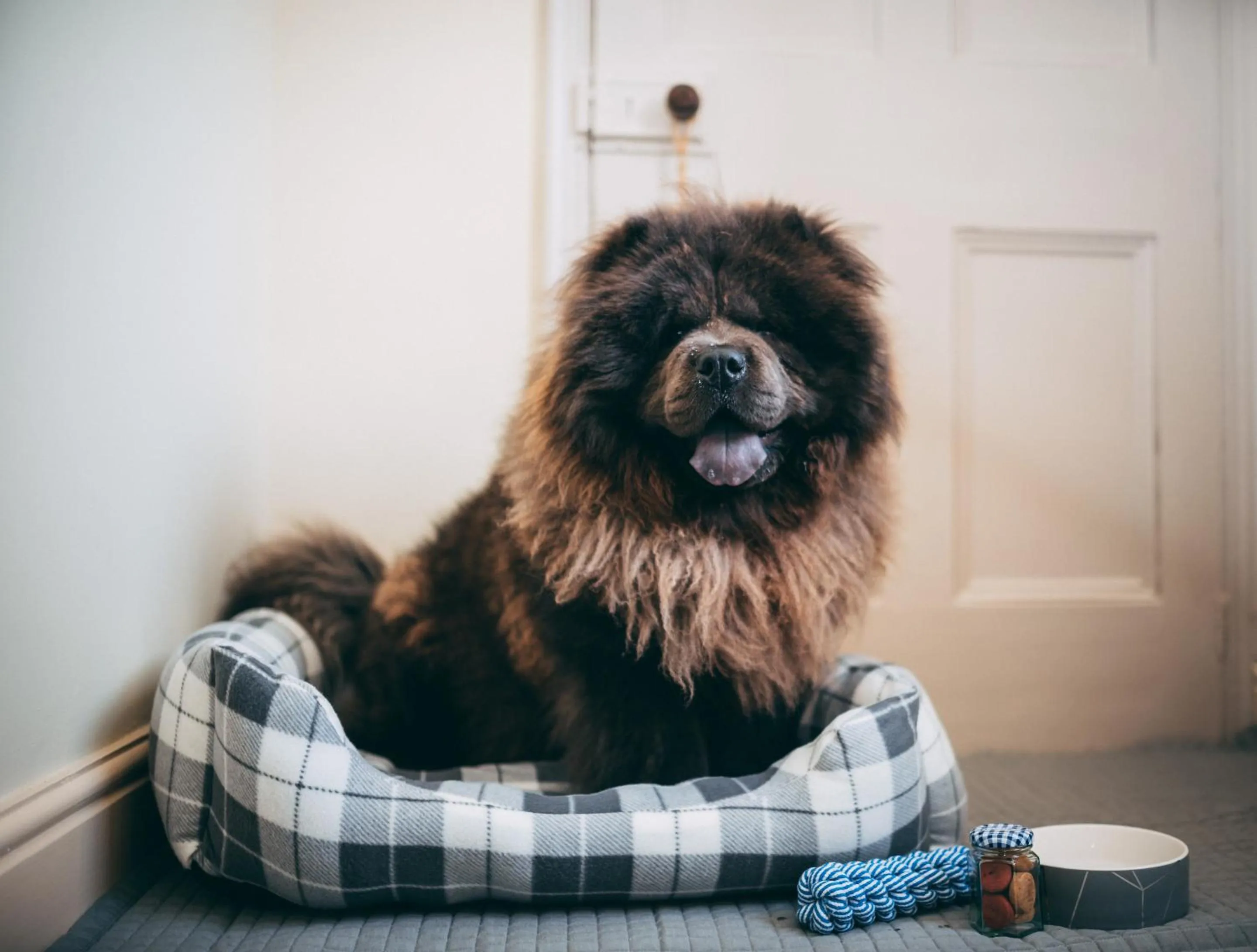 Pets in The Downe Arms Inn