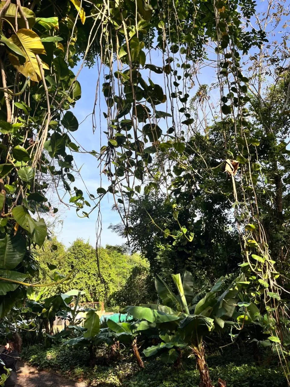 Garden in Raices Amambai Lodges