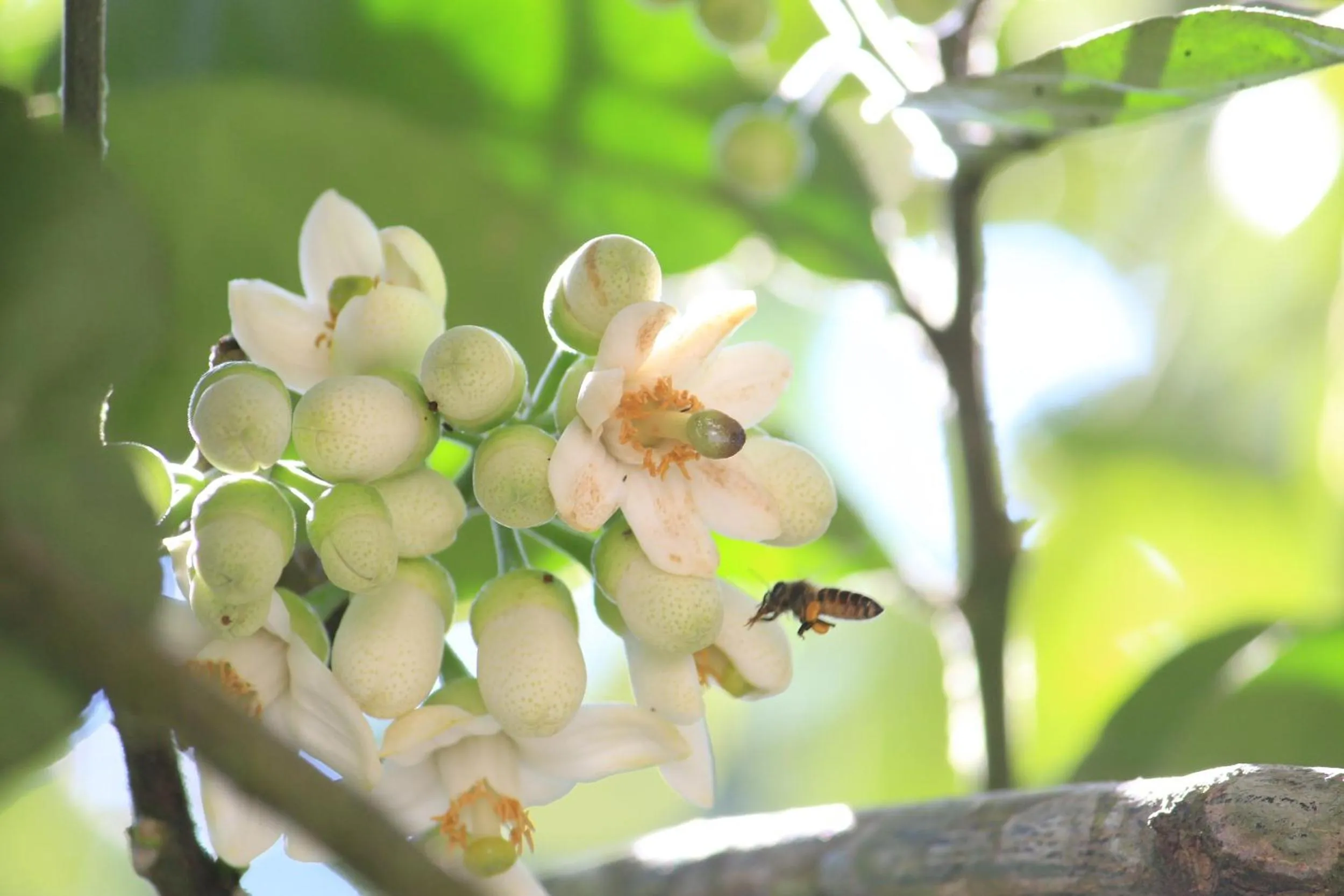 Property building in Green Ark Resorts