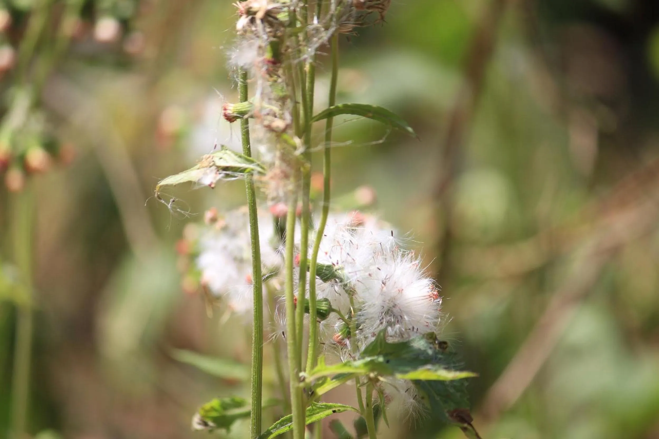 Property building in Green Ark Resorts