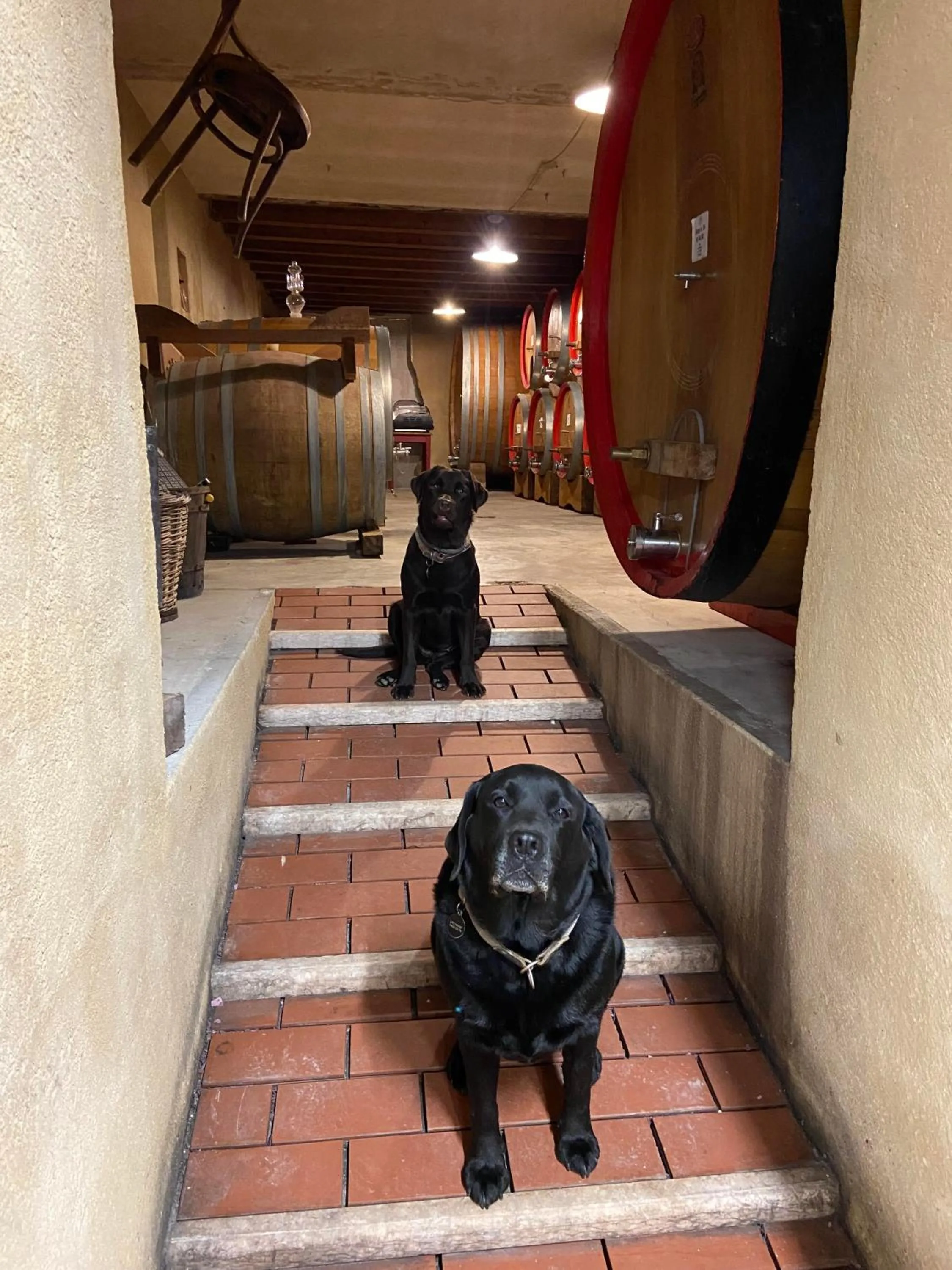 Animals in La Vineria di San Mattia