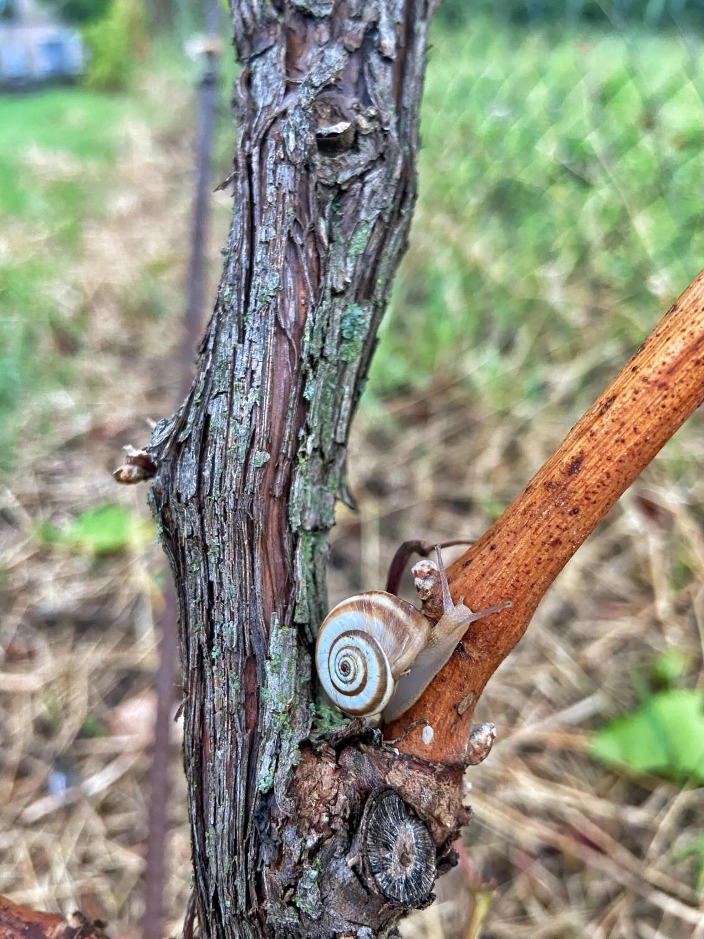 Garden in La Vineria di San Mattia