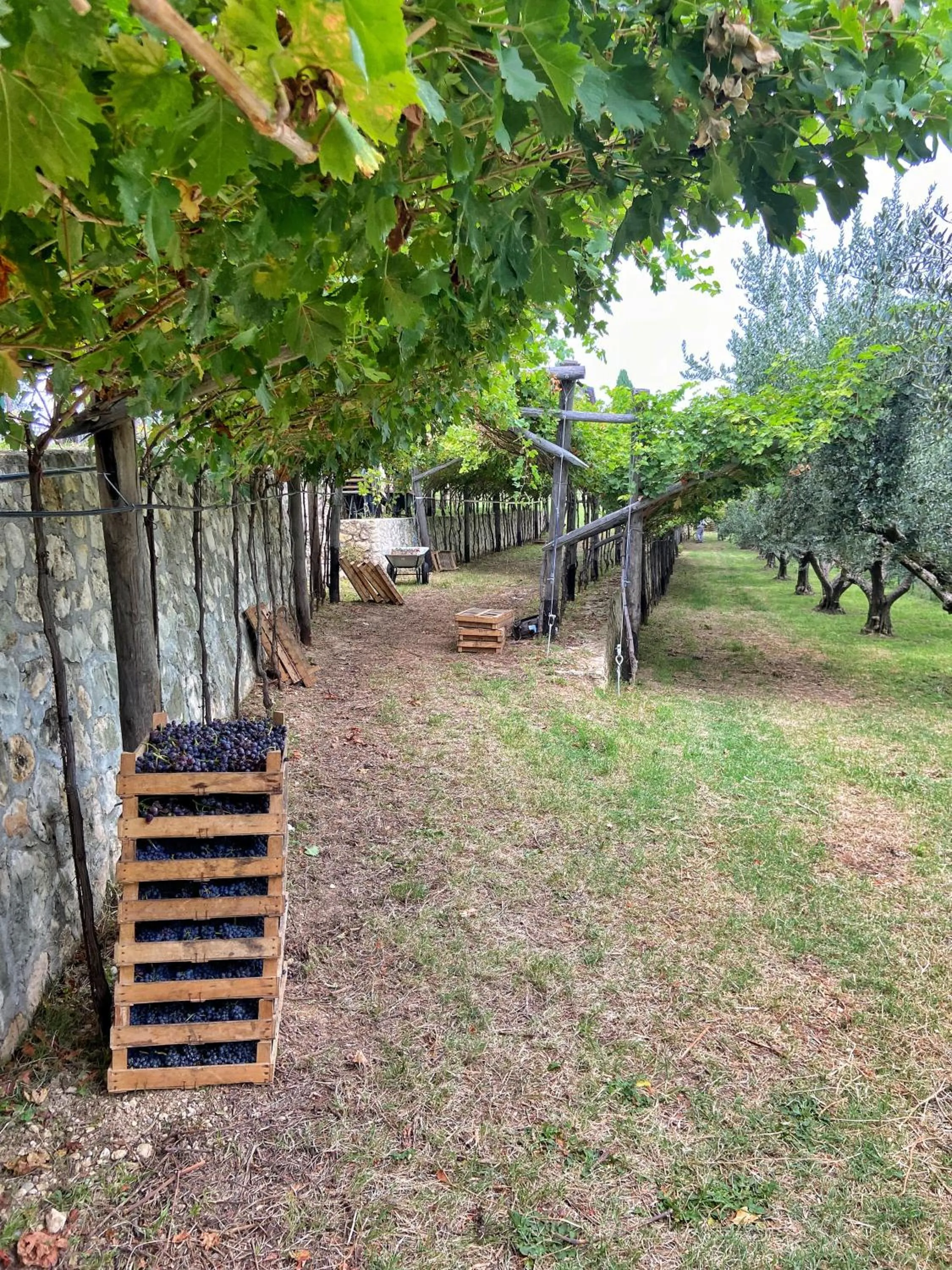 Garden in La Vineria di San Mattia