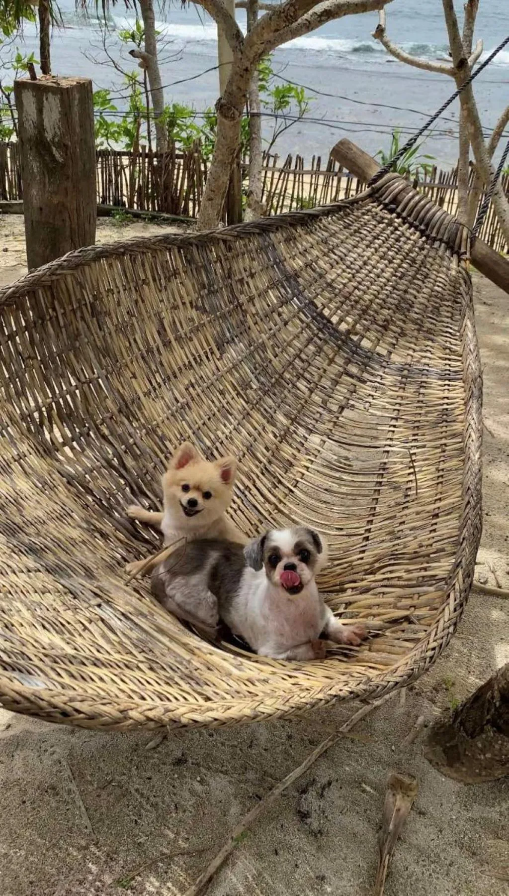 pet friendly in Chalaroste Place by SMS Hospitality