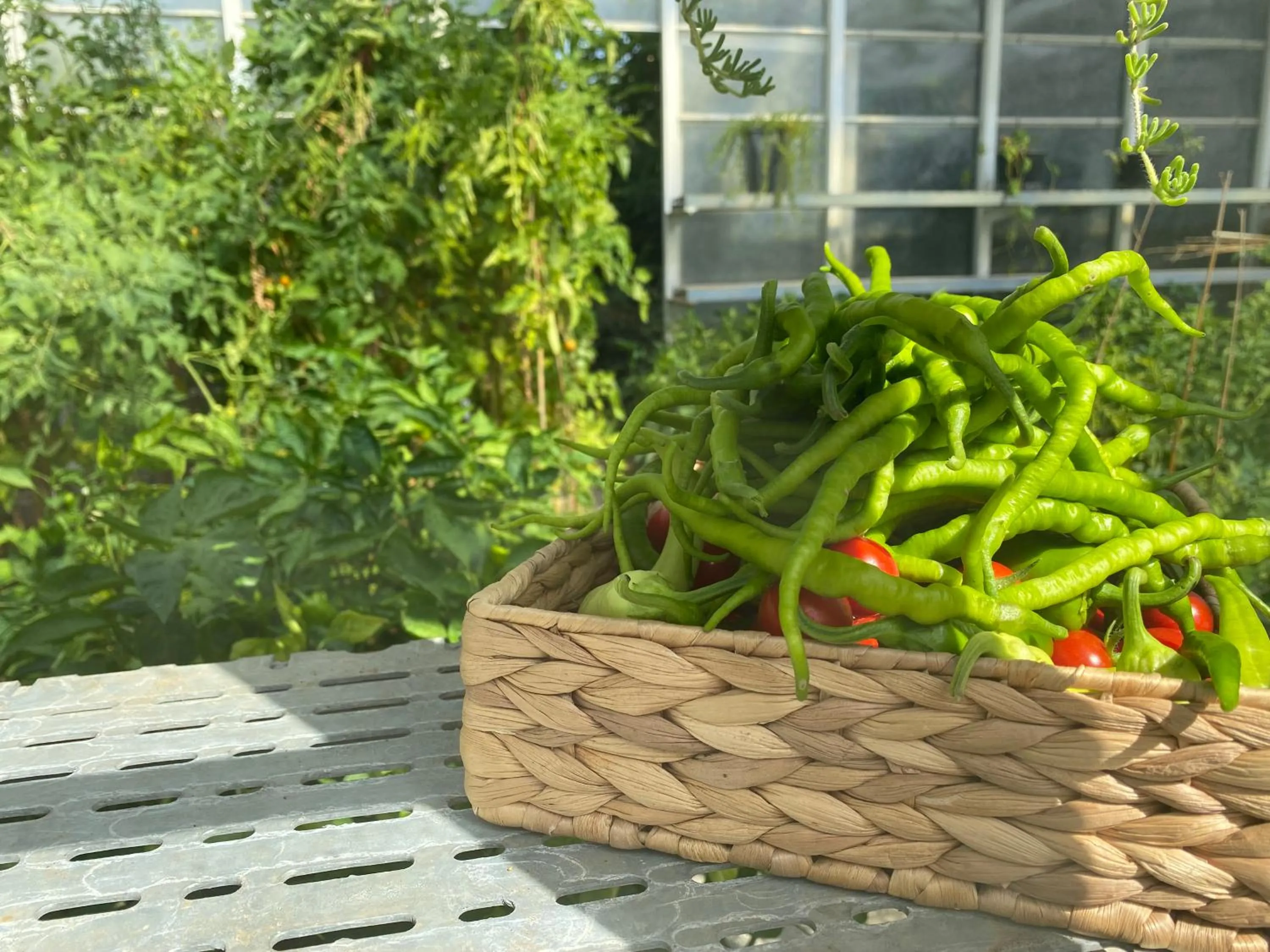 Garden in Crowne Plaza Istanbul Oryapark by IHG