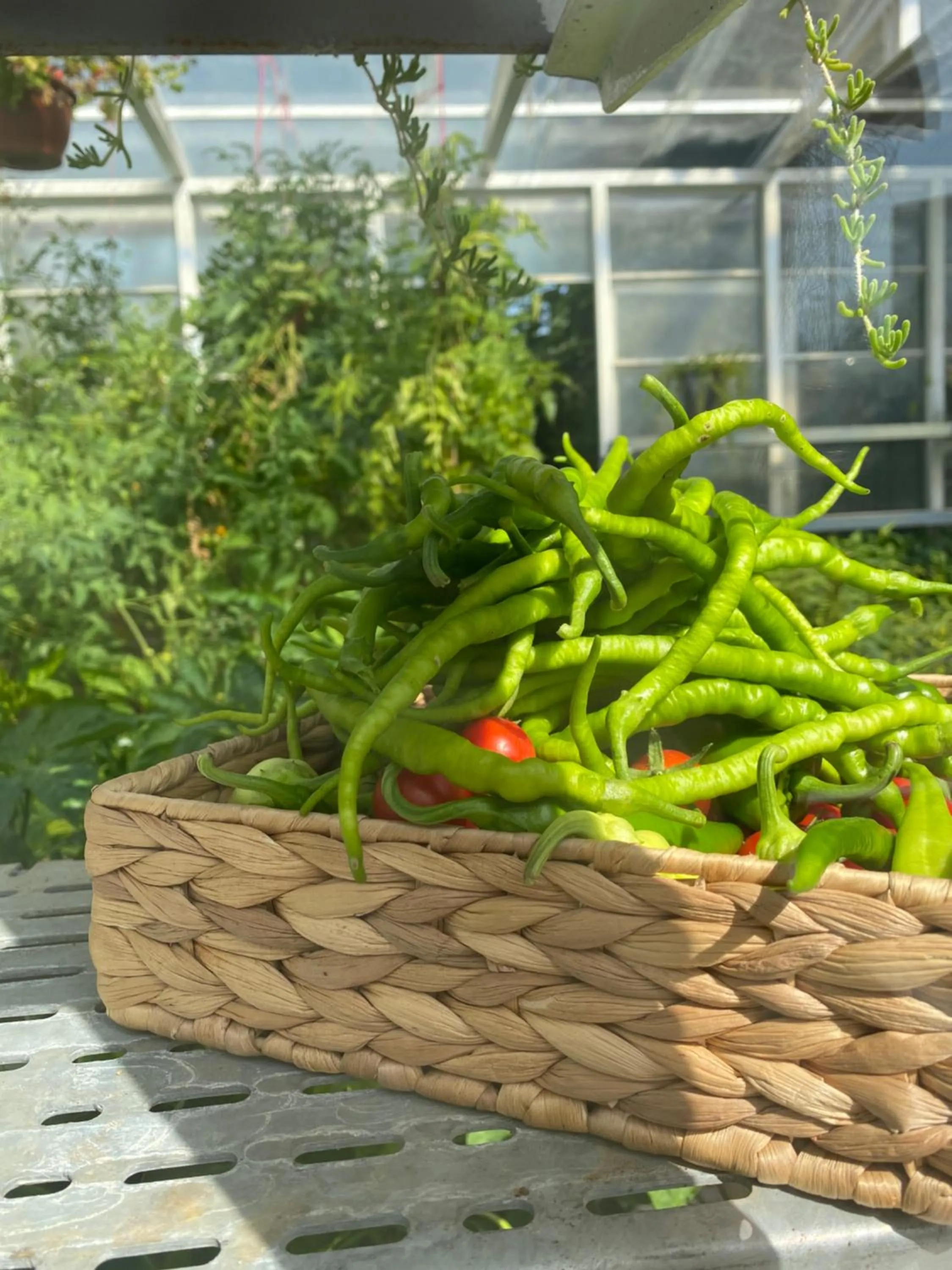 Garden in Crowne Plaza Istanbul Oryapark by IHG