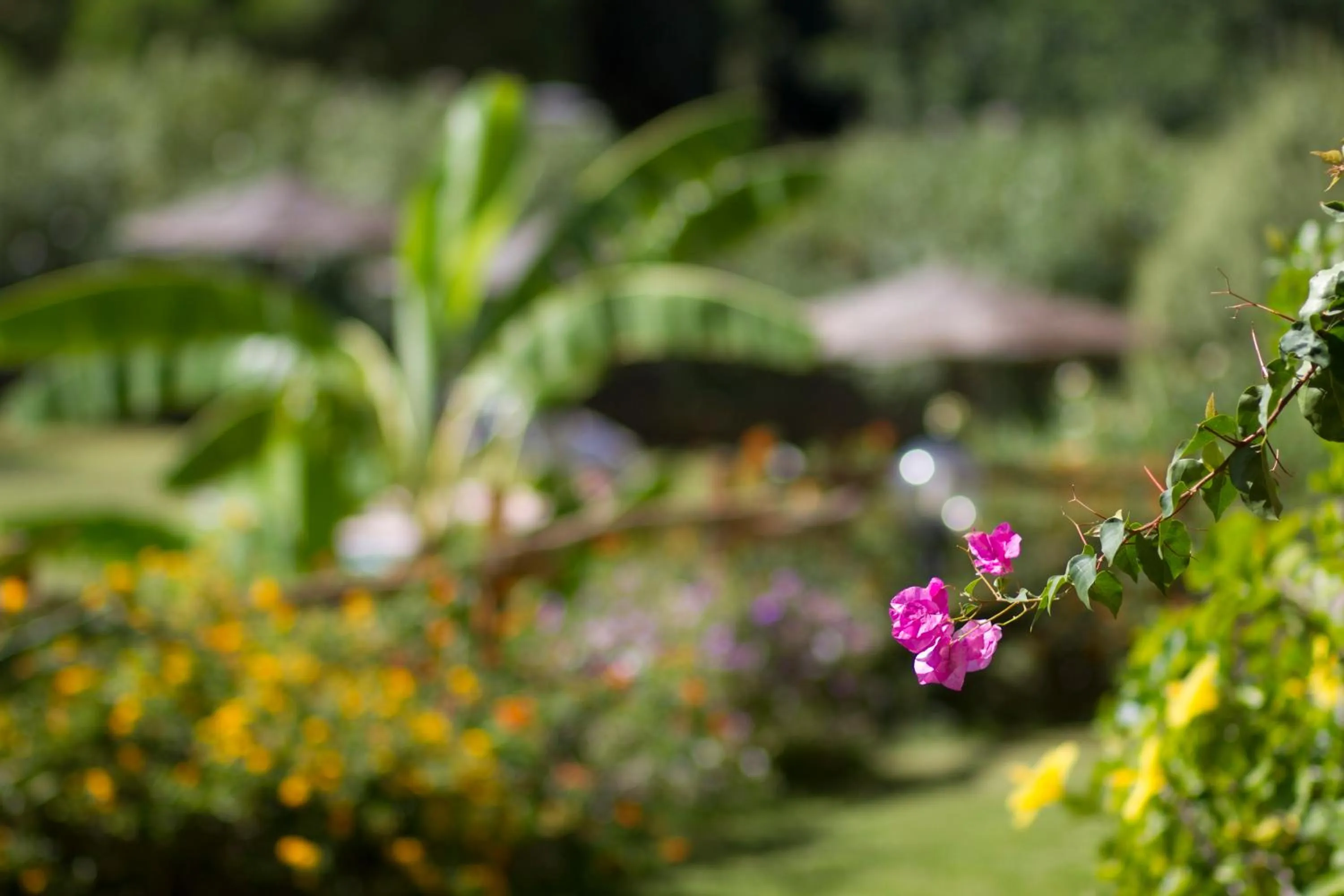 Day in Hotel Mariposas