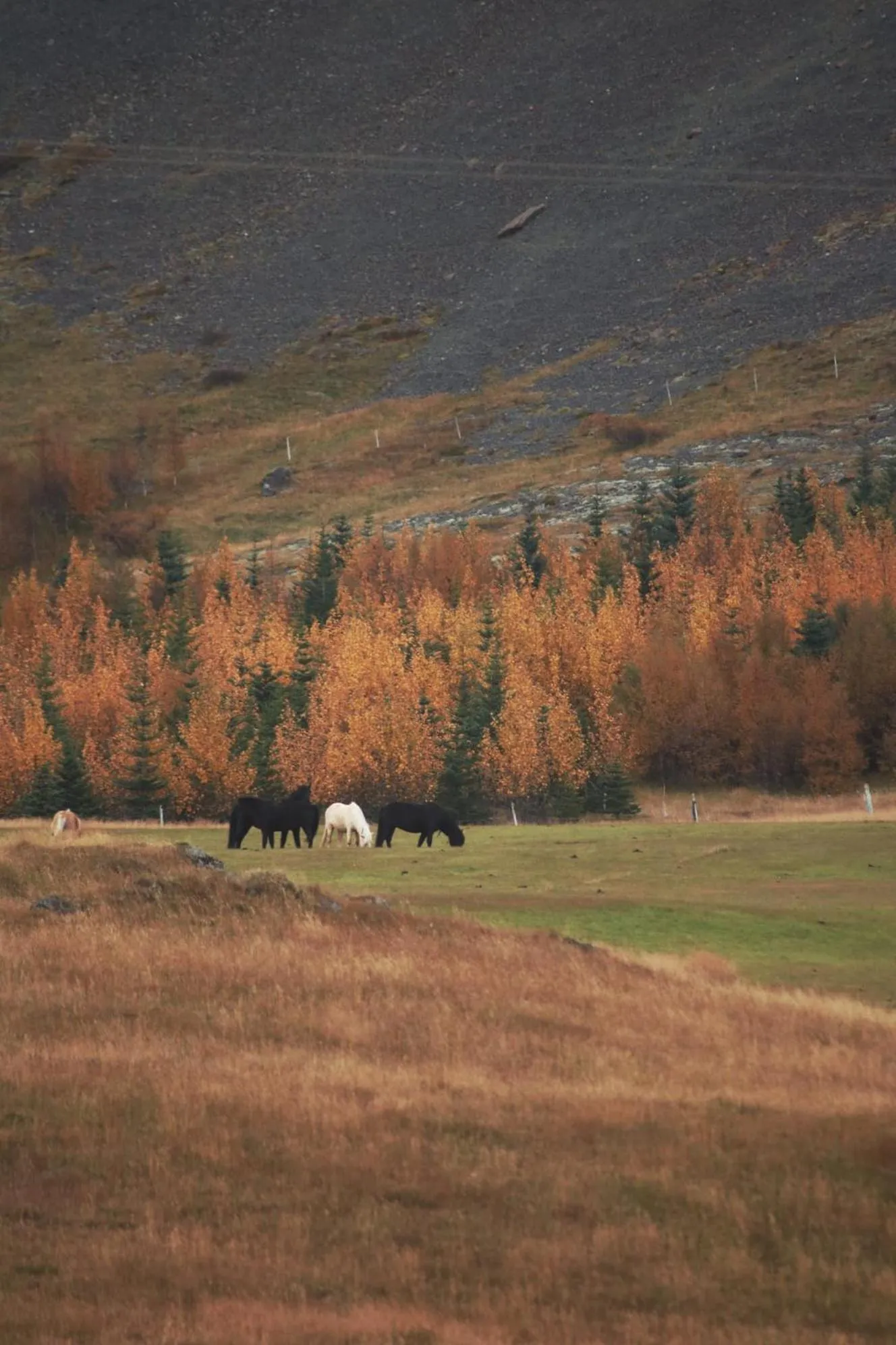 Natural landscape in Glacier World - Hoffell Guesthouse