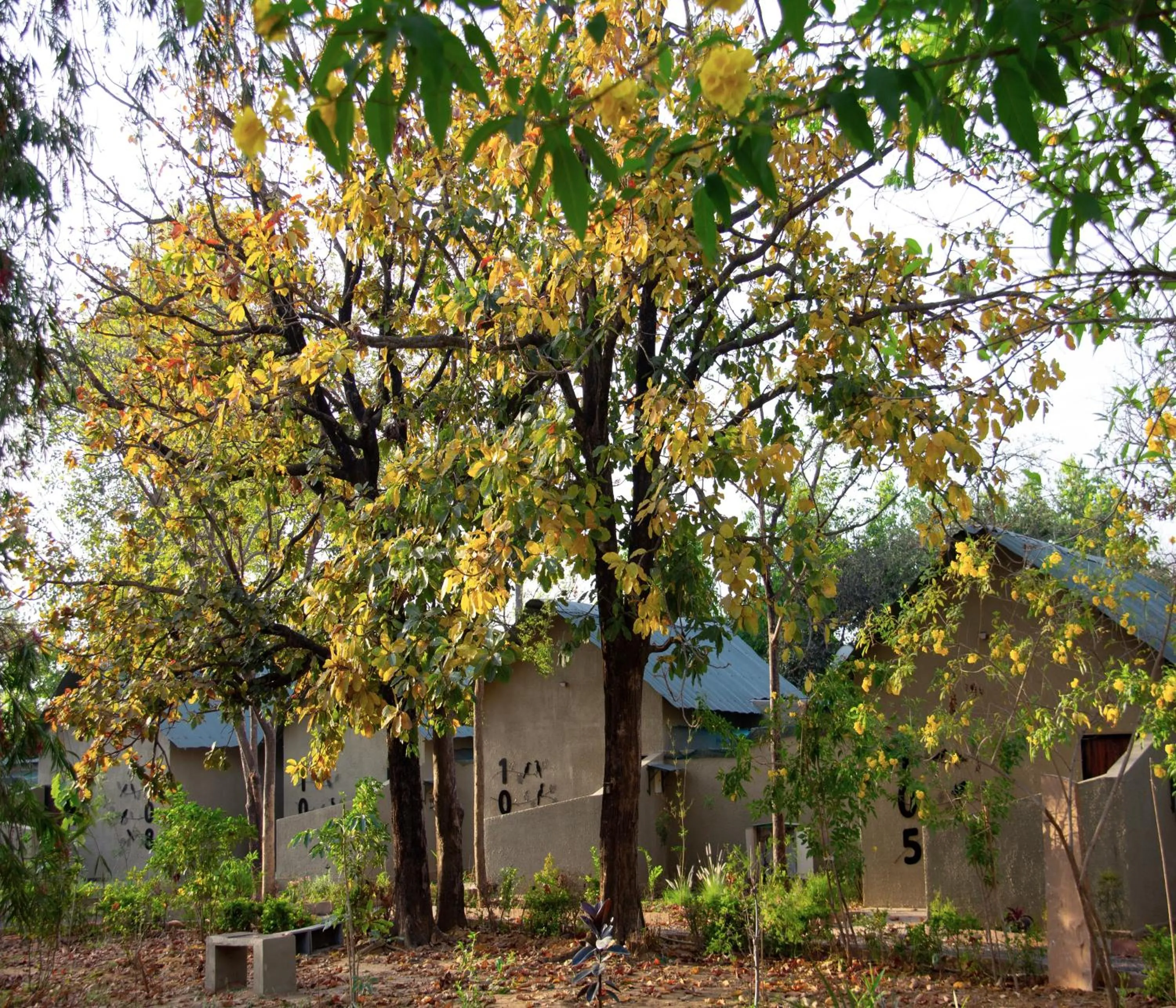 Natural landscape in Tathastu Bandhavgarh