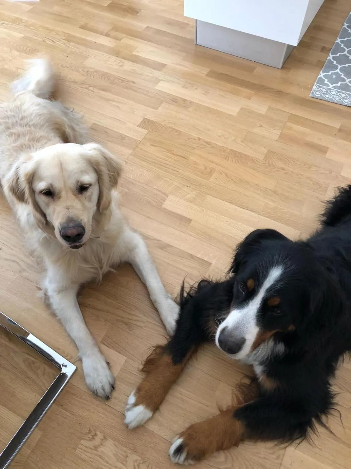 Pets in Anabelle Bed and Budapest