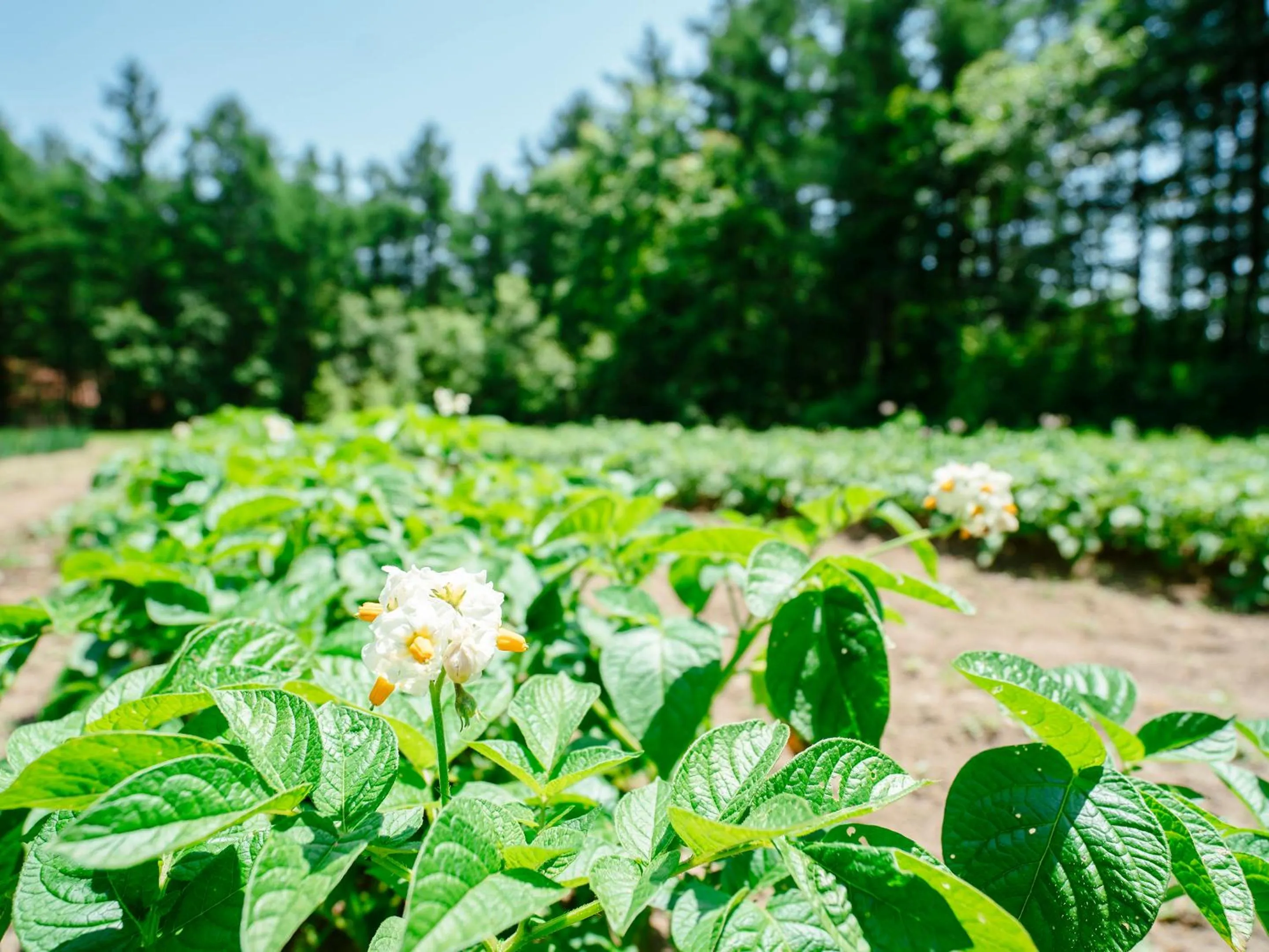 Day in Tokachi Nakasatsunai Glamping Resort Feriendorf