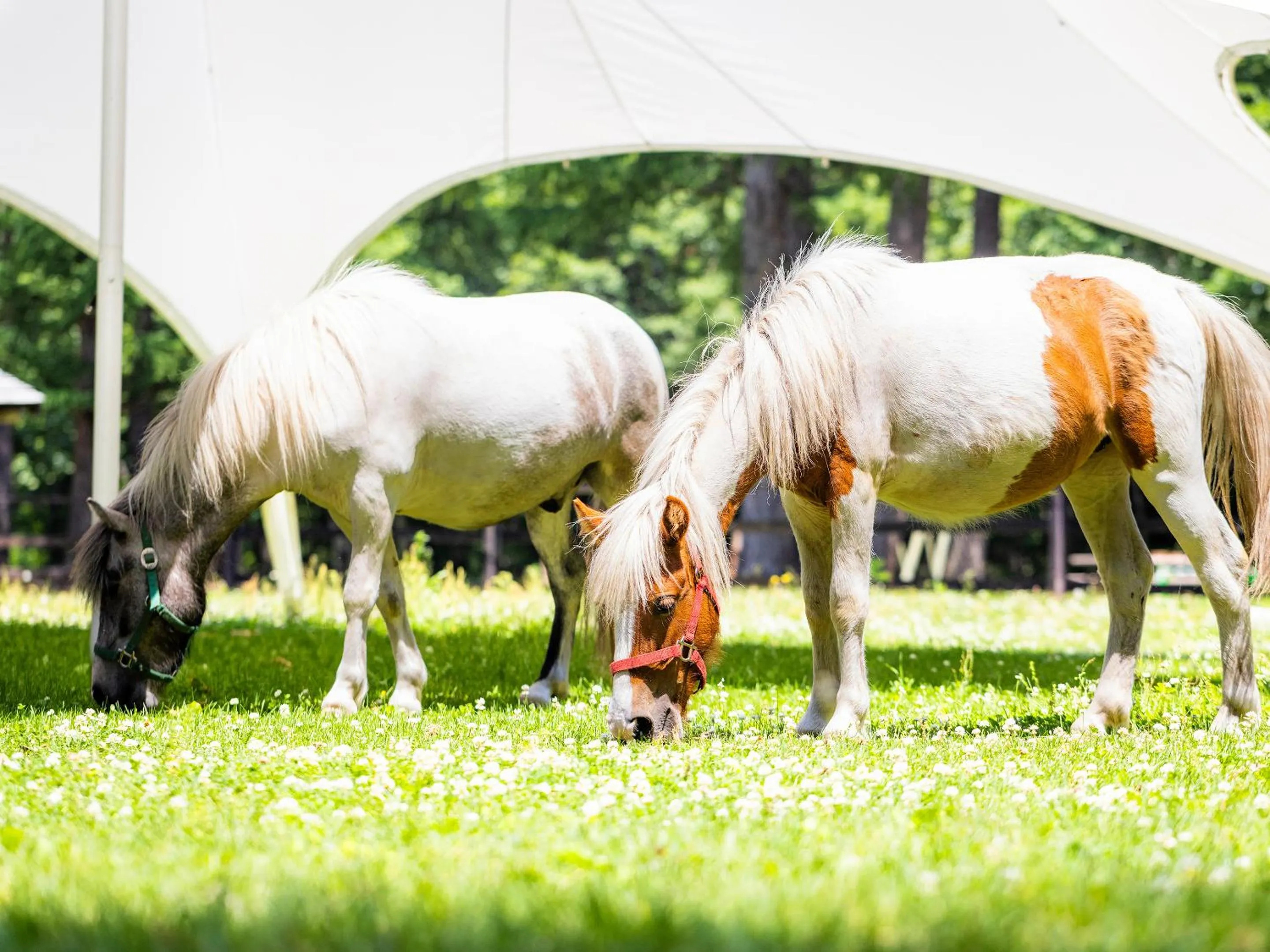 Day in Tokachi Nakasatsunai Glamping Resort Feriendorf