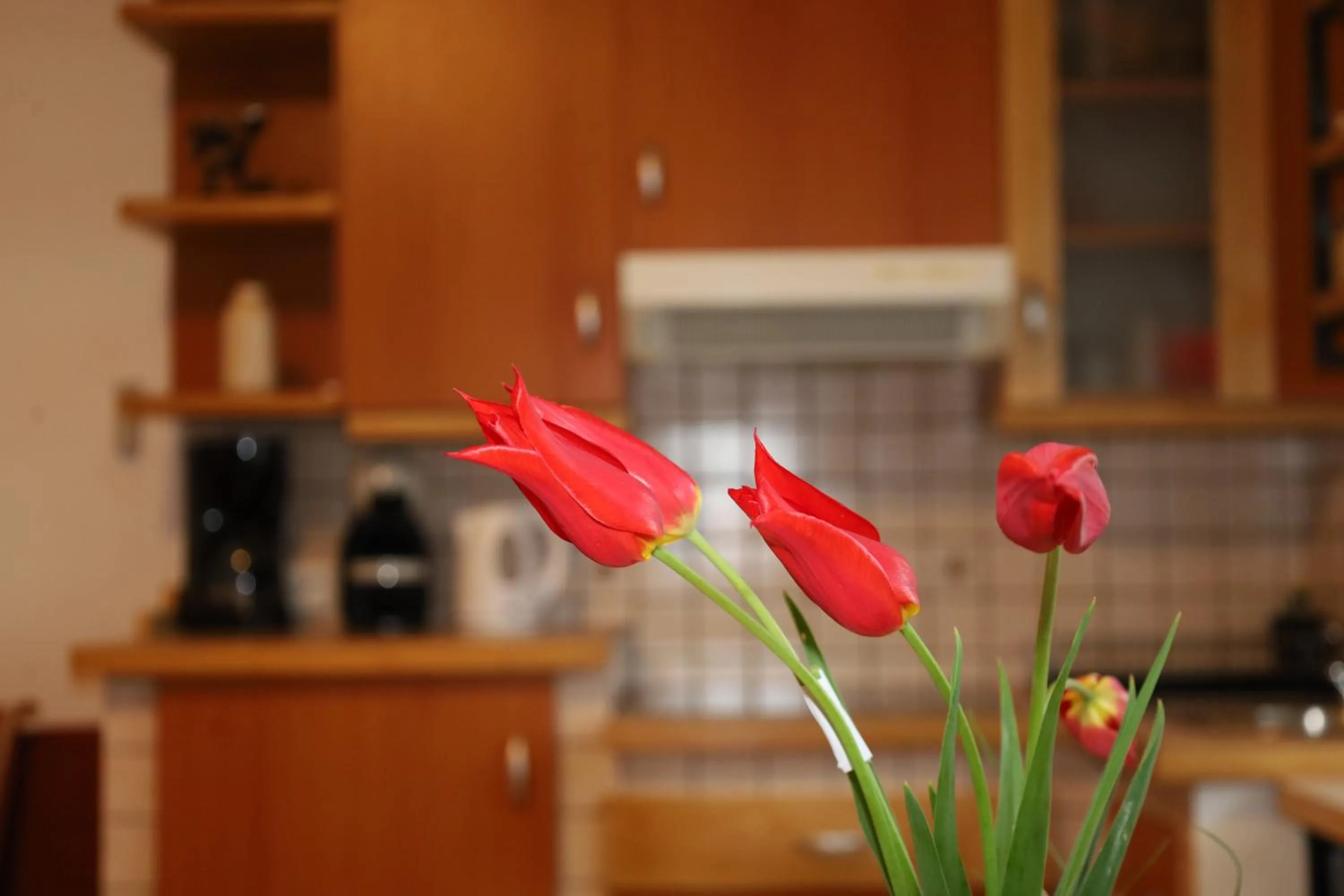 Apartment Norma