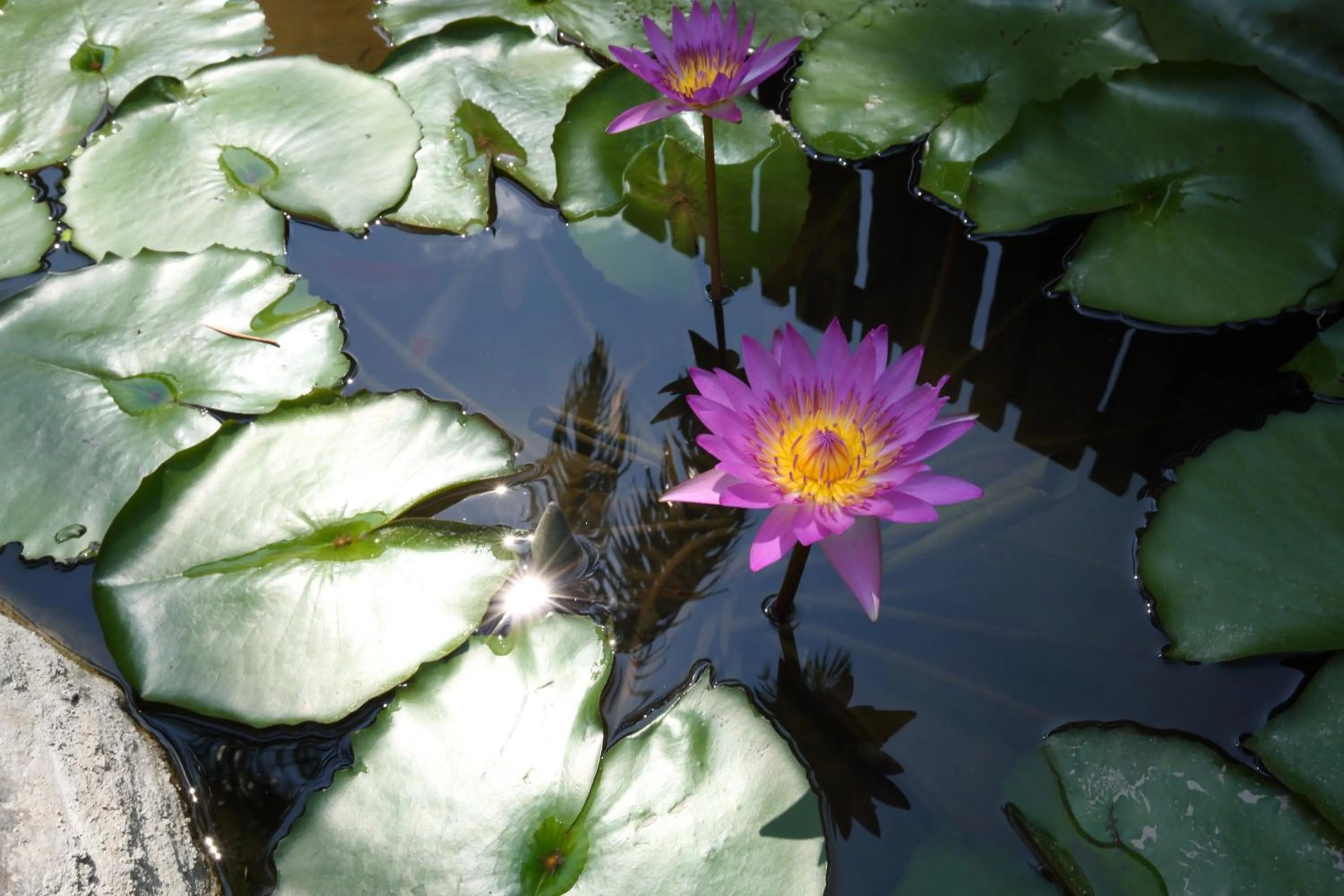 Garden in White Palace B&B