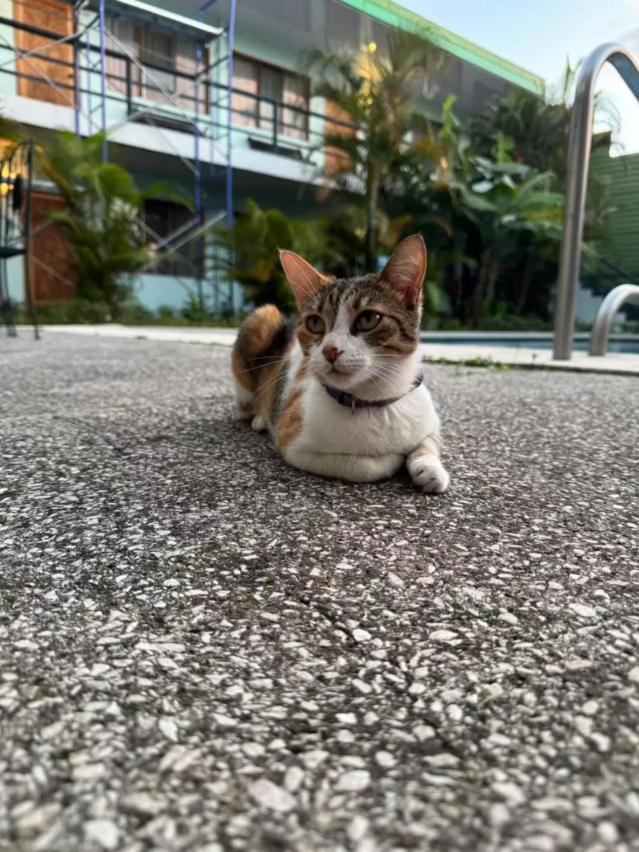 Pets in Soluxe el sesteo