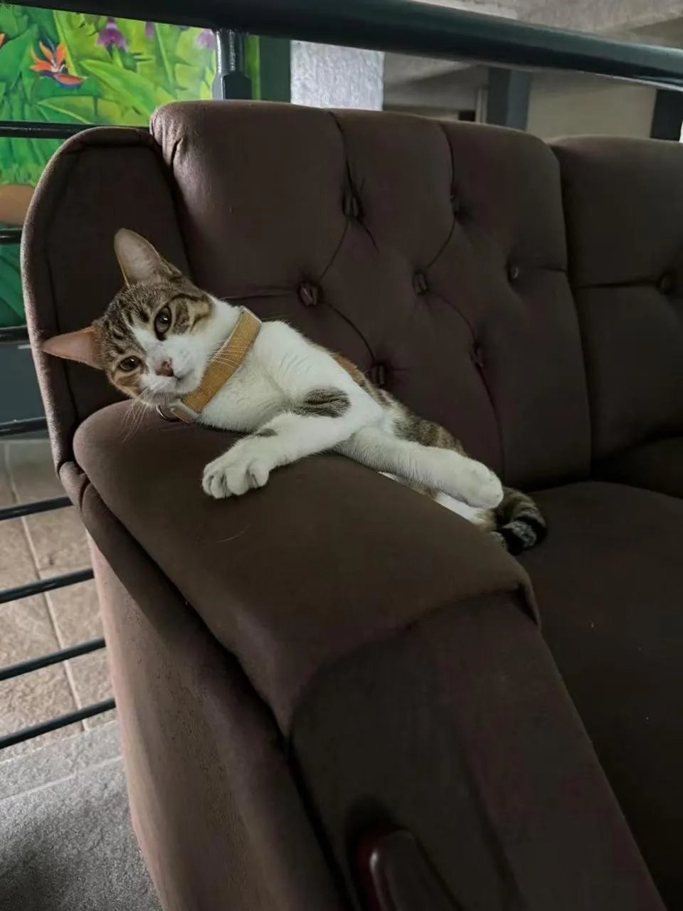 Pets in Soluxe el sesteo