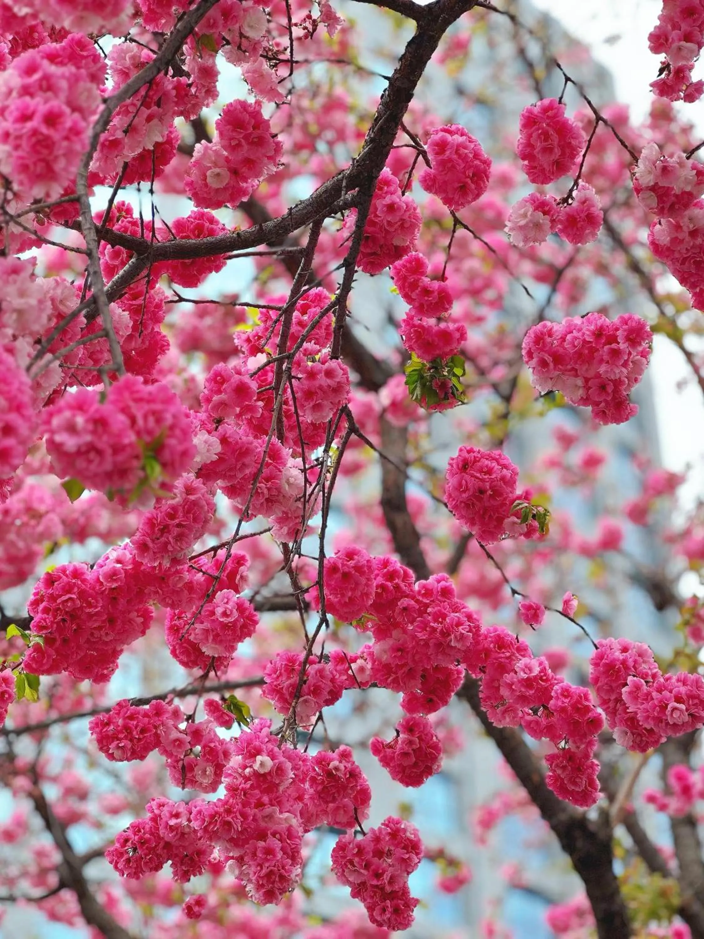 Other in Nostalgia S Hotel Kunming Old Street