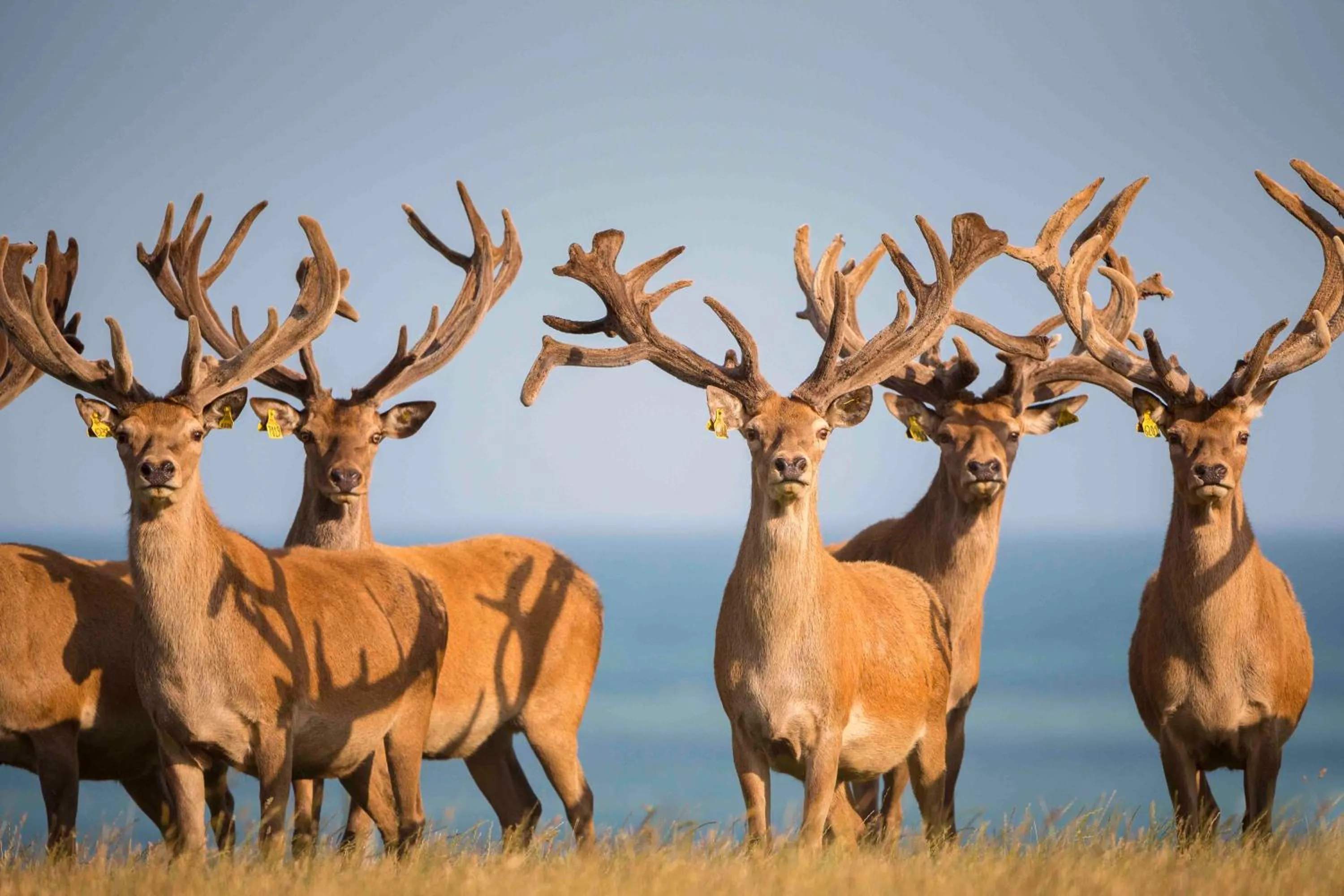 Other in Hapuku Lodge & Tree Houses