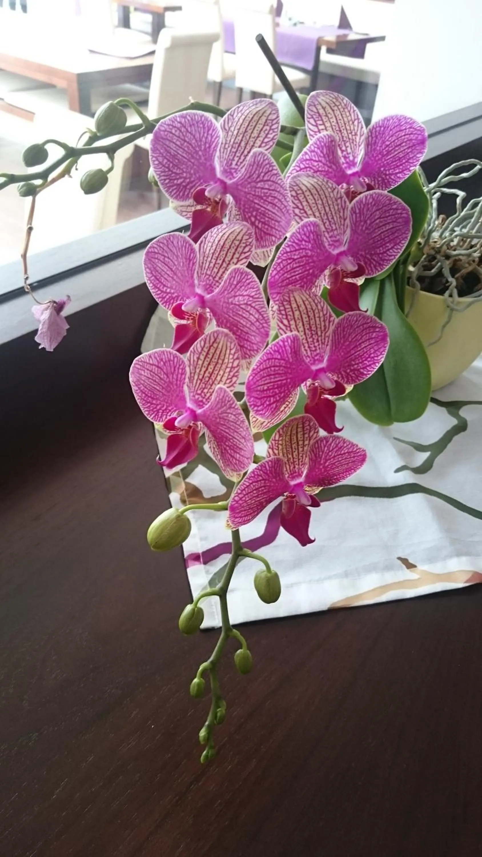 Property building in Hotel-Restaurant Bellevue