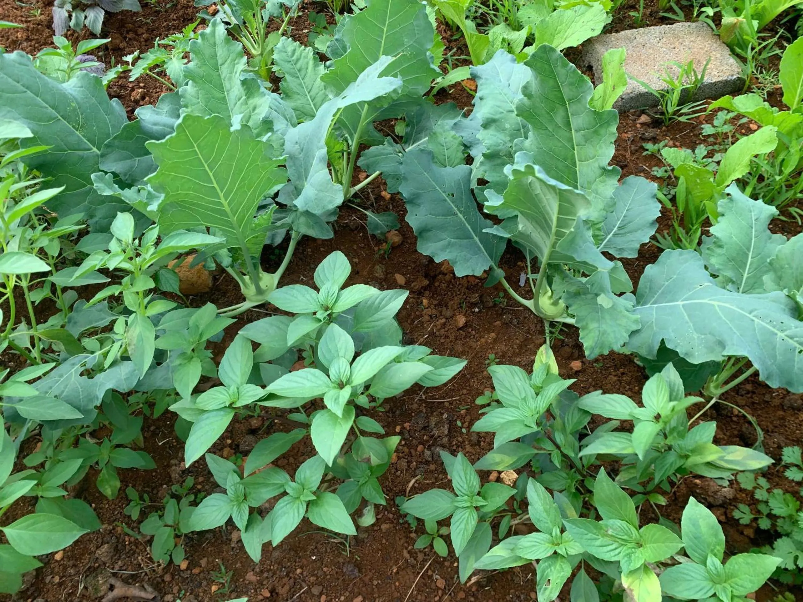 Garden in Pin's House